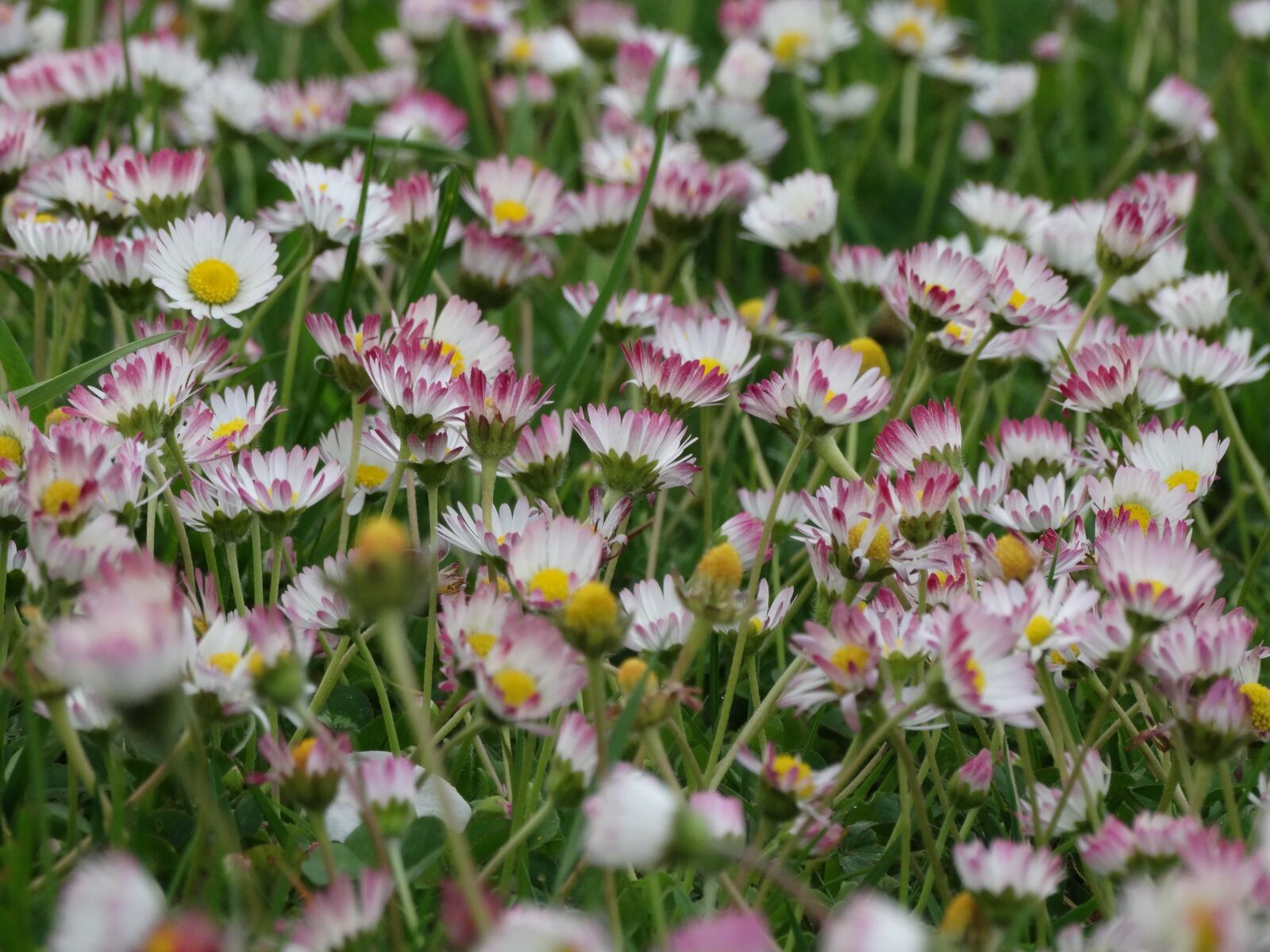 Sony Cyber-shot DSC-HX300 sample photo. Spring, flowers, meadows photography