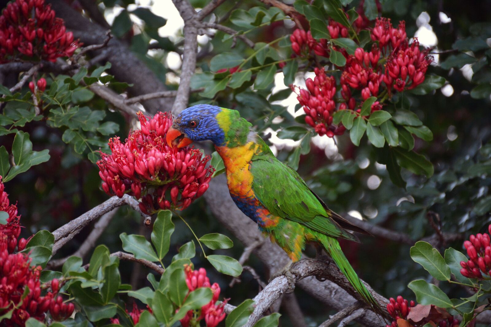 Nikon D7100 sample photo. Rainbow lorikeet, colorful, bird photography