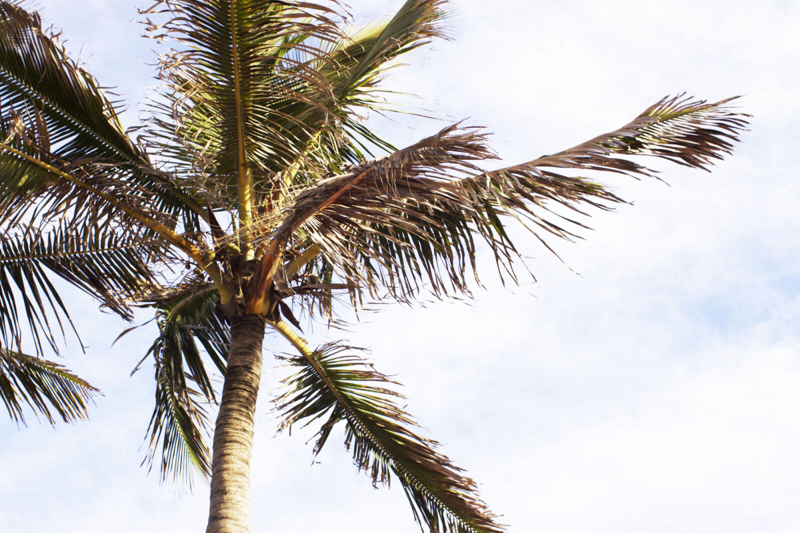 Canon EOS 50D sample photo. Beach, tree photography