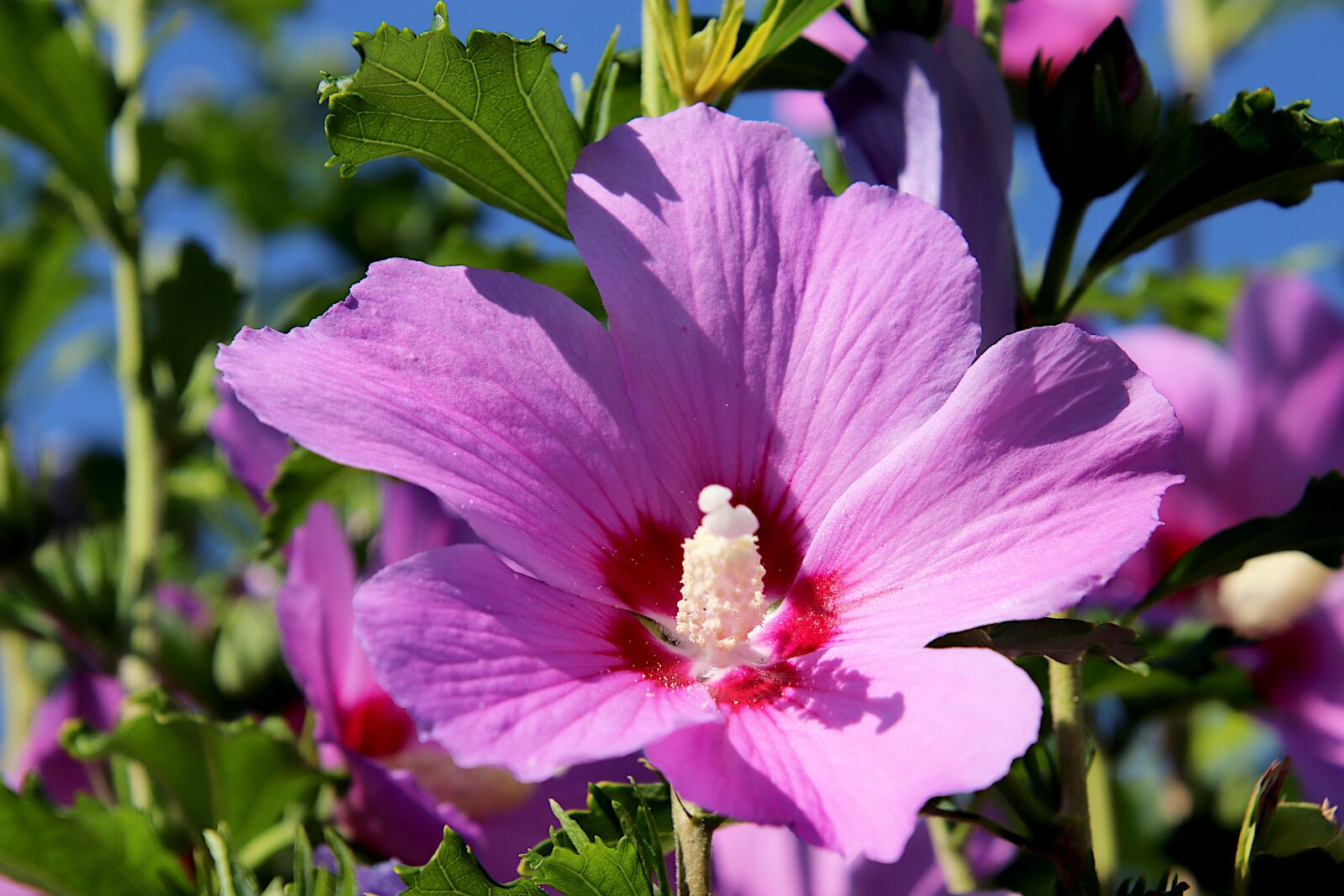 Canon EOS 800D (EOS Rebel T7i / EOS Kiss X9i) sample photo. Hibiscus, flowers, color purple photography