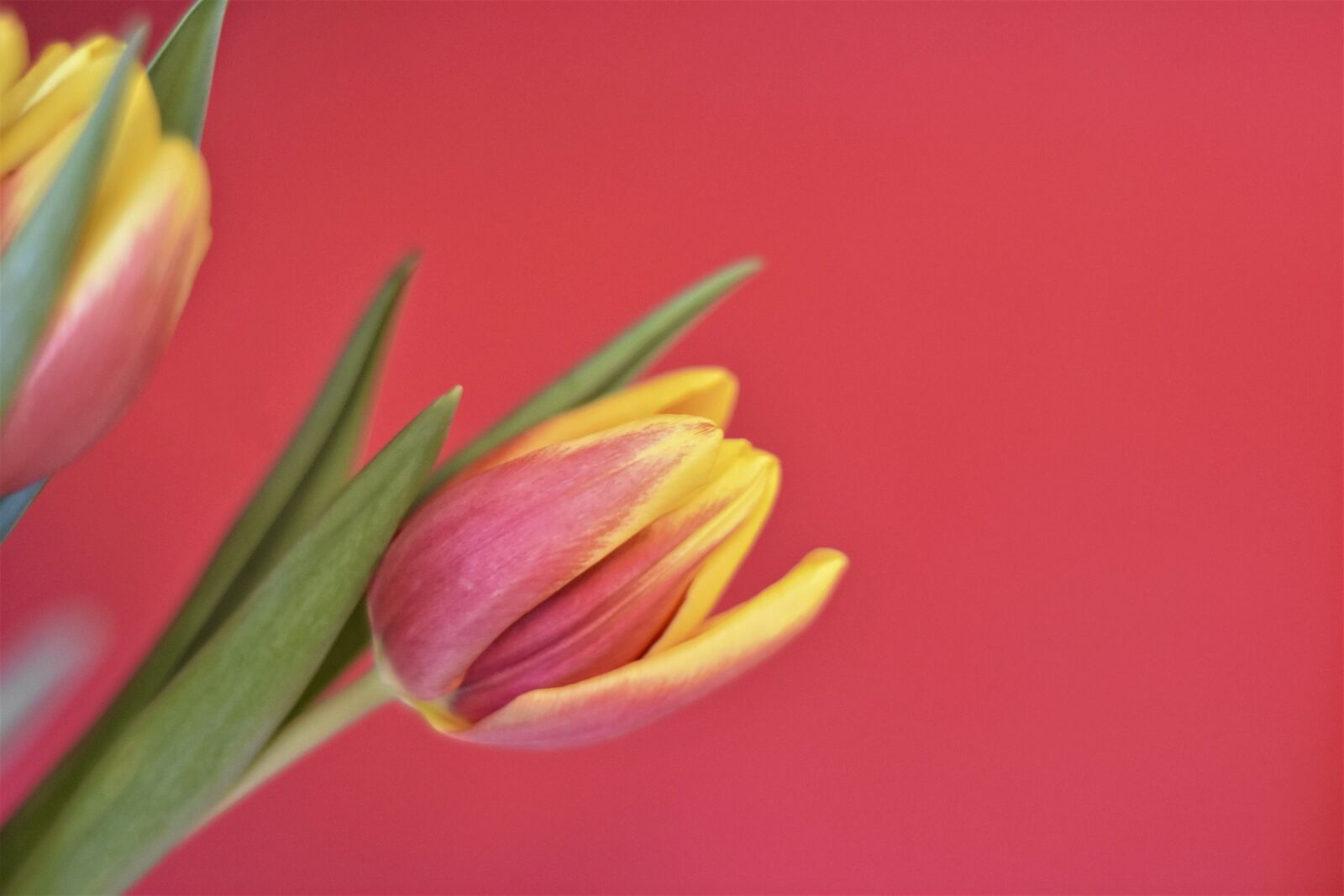Nikon D7200 sample photo. Background, tulips, flowers photography