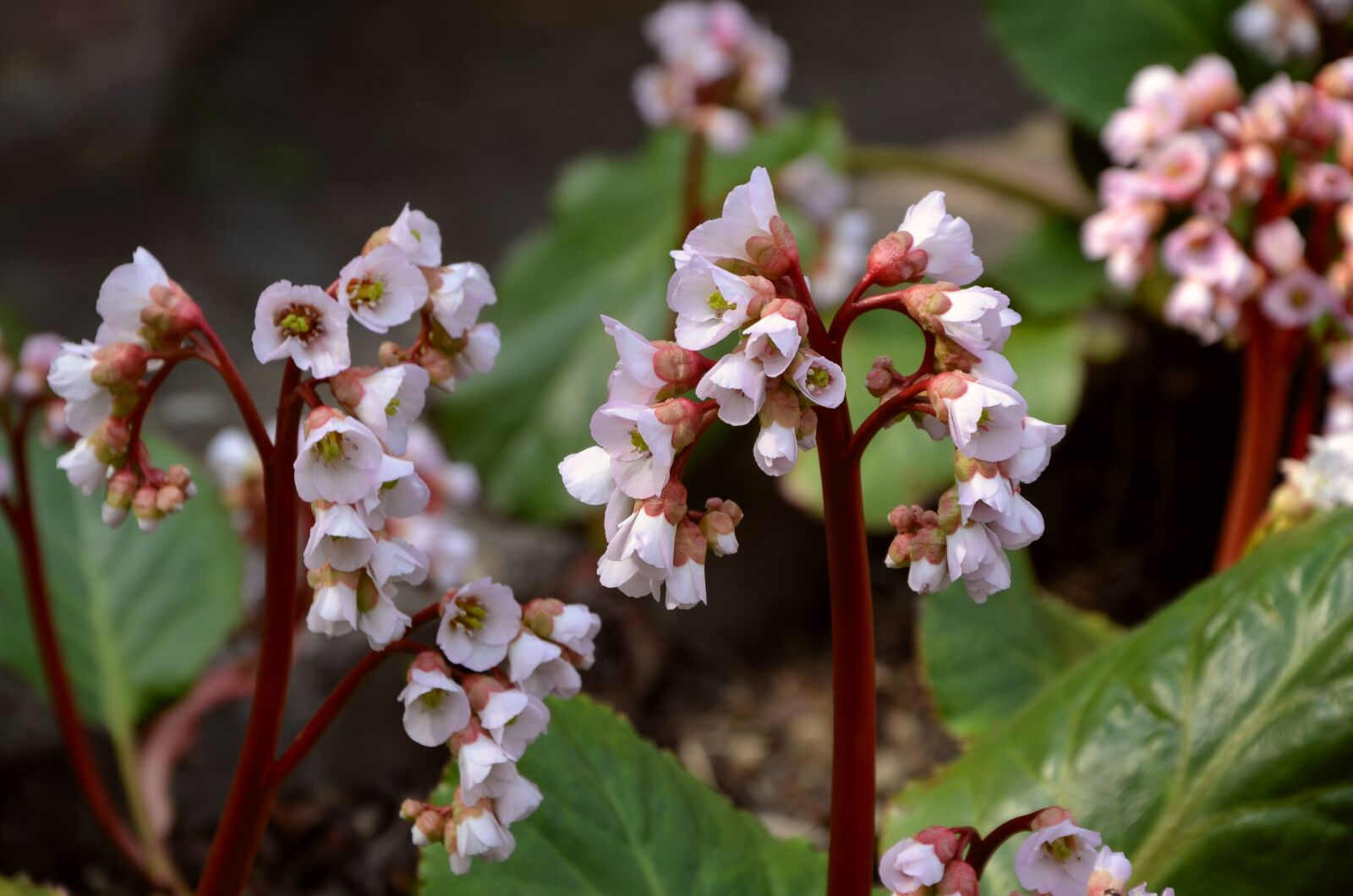Nikon D5100 sample photo. Bergenia, flower, shrub photography