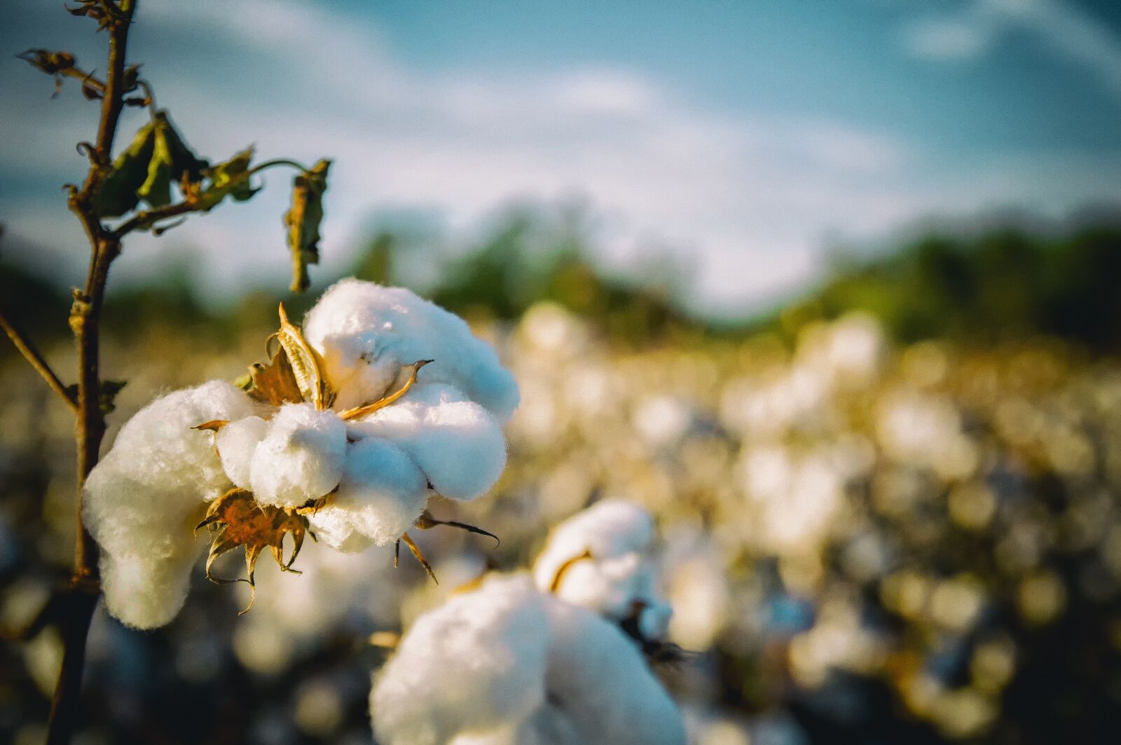 Nikon D300 sample photo. Cotton, south, alabama photography