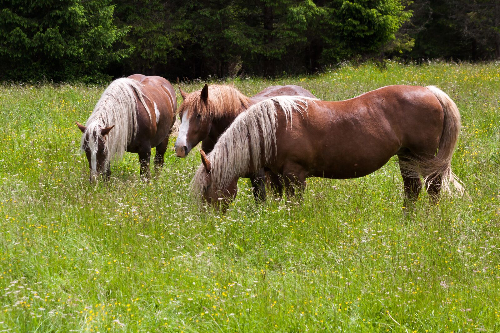 Canon EOS 50D sample photo. Horse, haflinger, pasture photography