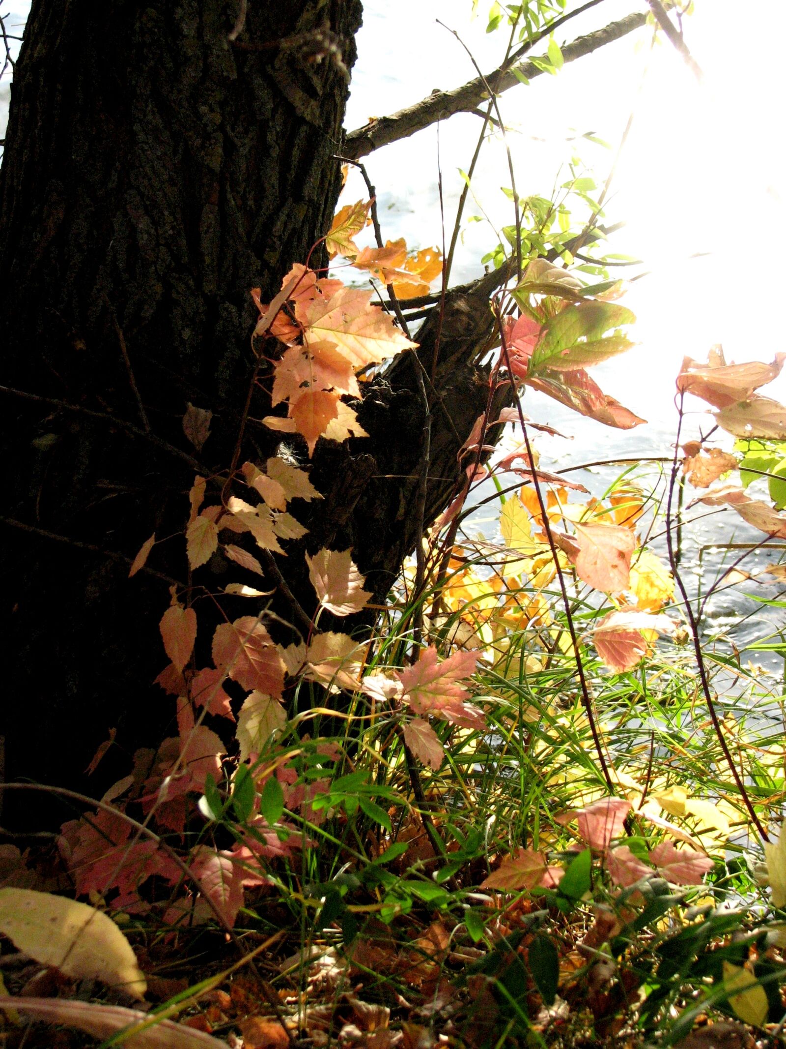 Canon POWERSHOT S3 IS sample photo. Autumn, colours, autumn, leaves photography