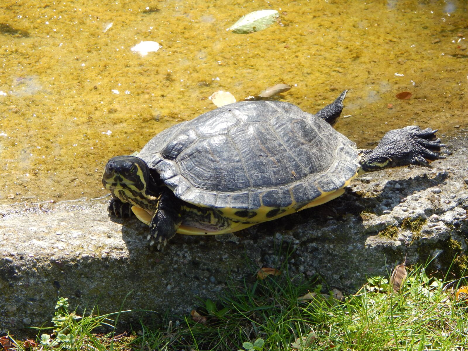Nikon Coolpix L820 sample photo. Turtle, zoo, water photography