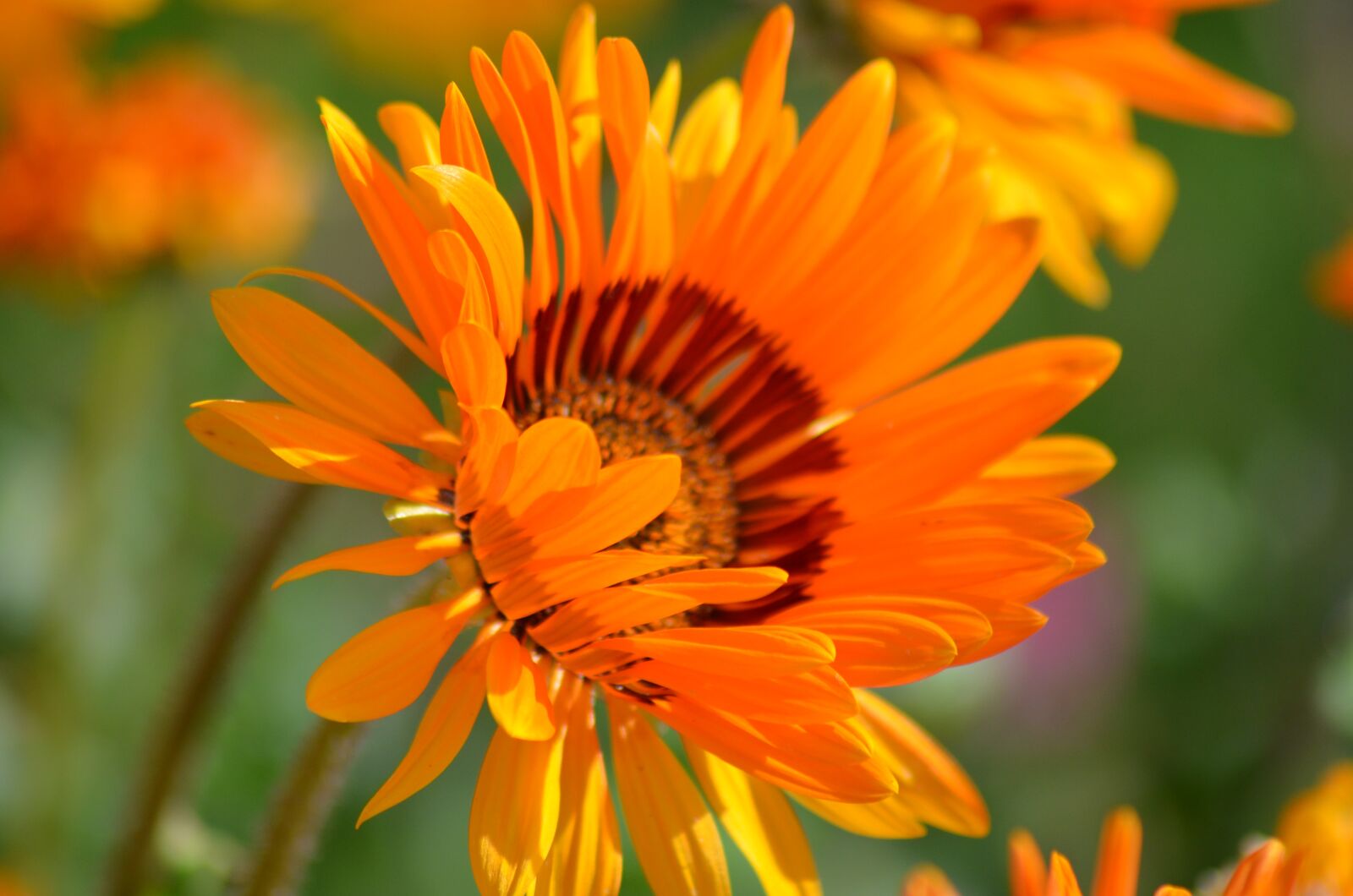 Nikon D5100 sample photo. Flower, nature, pollen photography