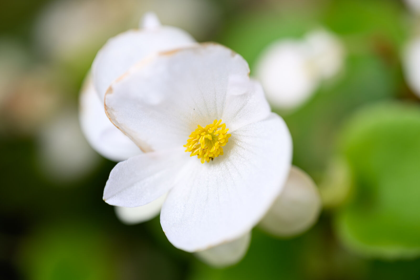 Tamron 90mm F2.8 Di III Macro VXD sample photo. Flower bokeh photography