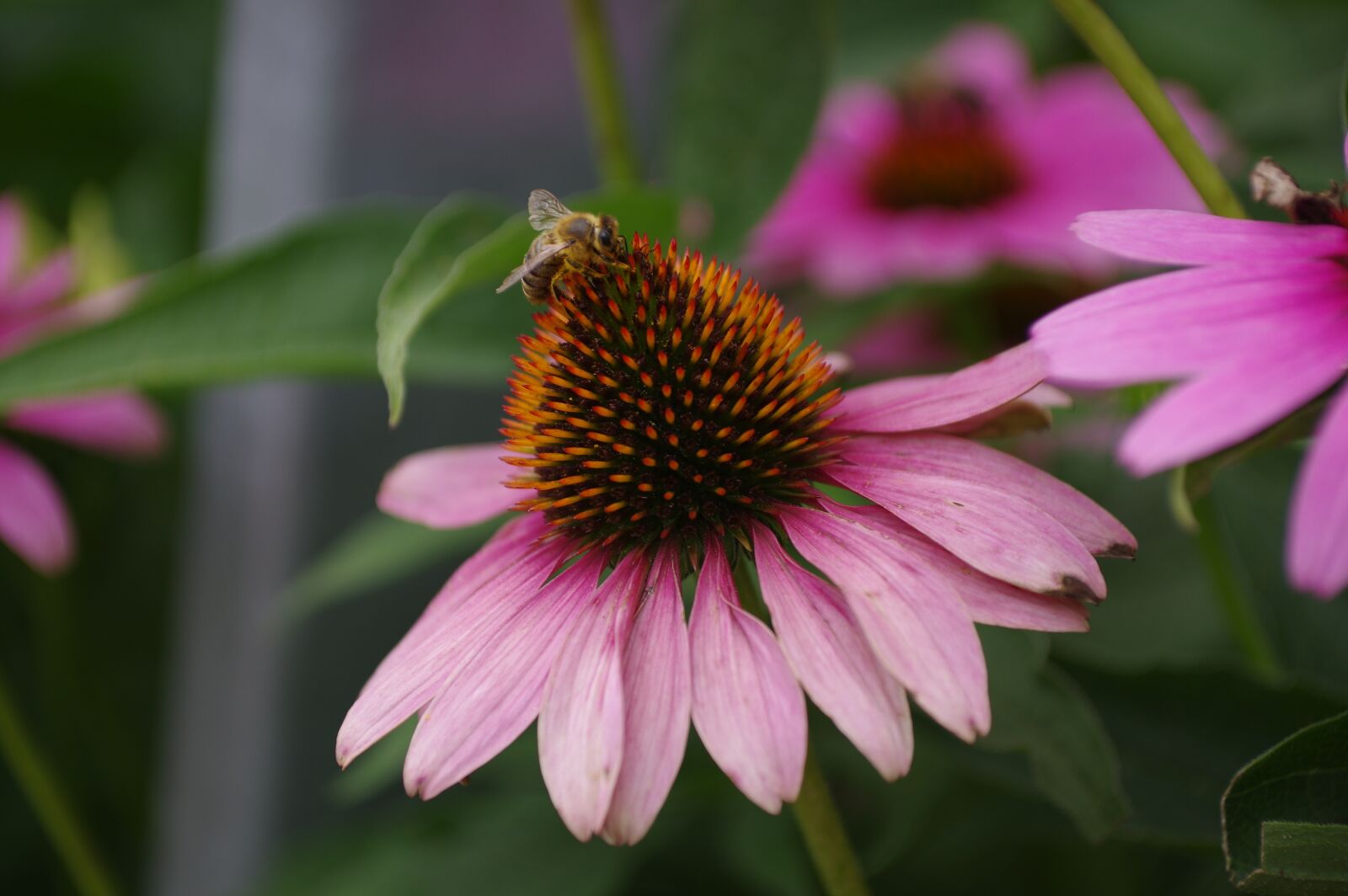 Pentax K-3 sample photo. Coneflower, bee, flower photography