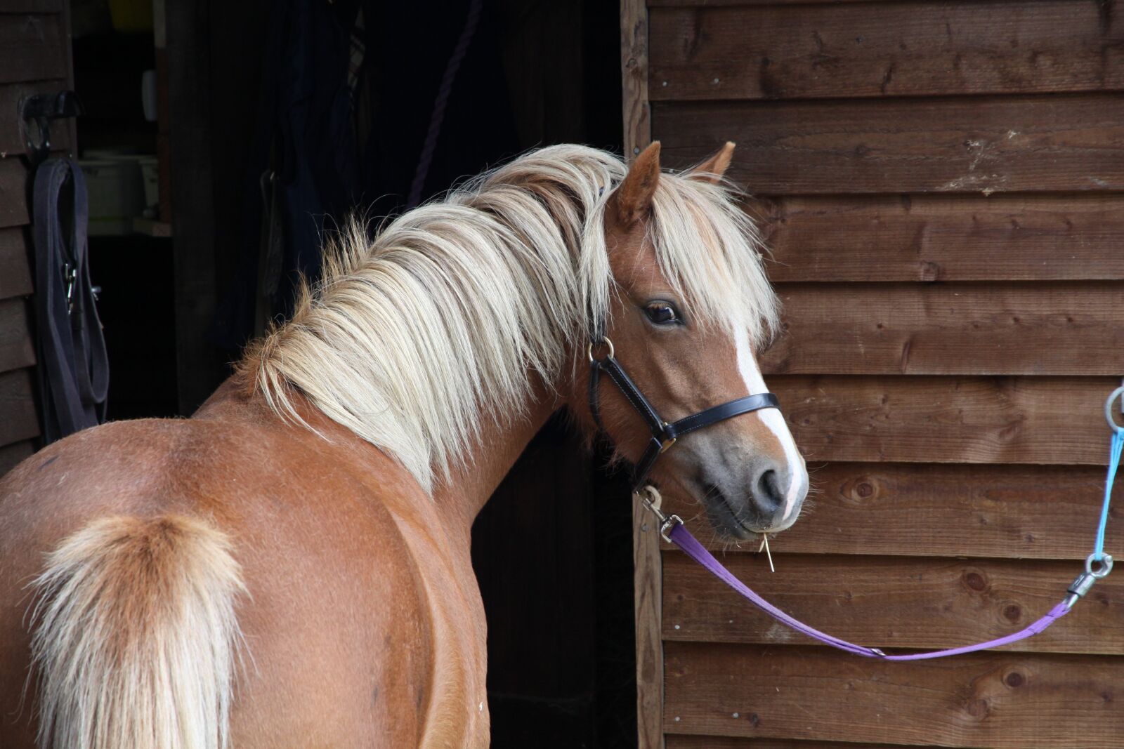 Canon EOS 50D sample photo. Pony, welsh pony, welsh photography