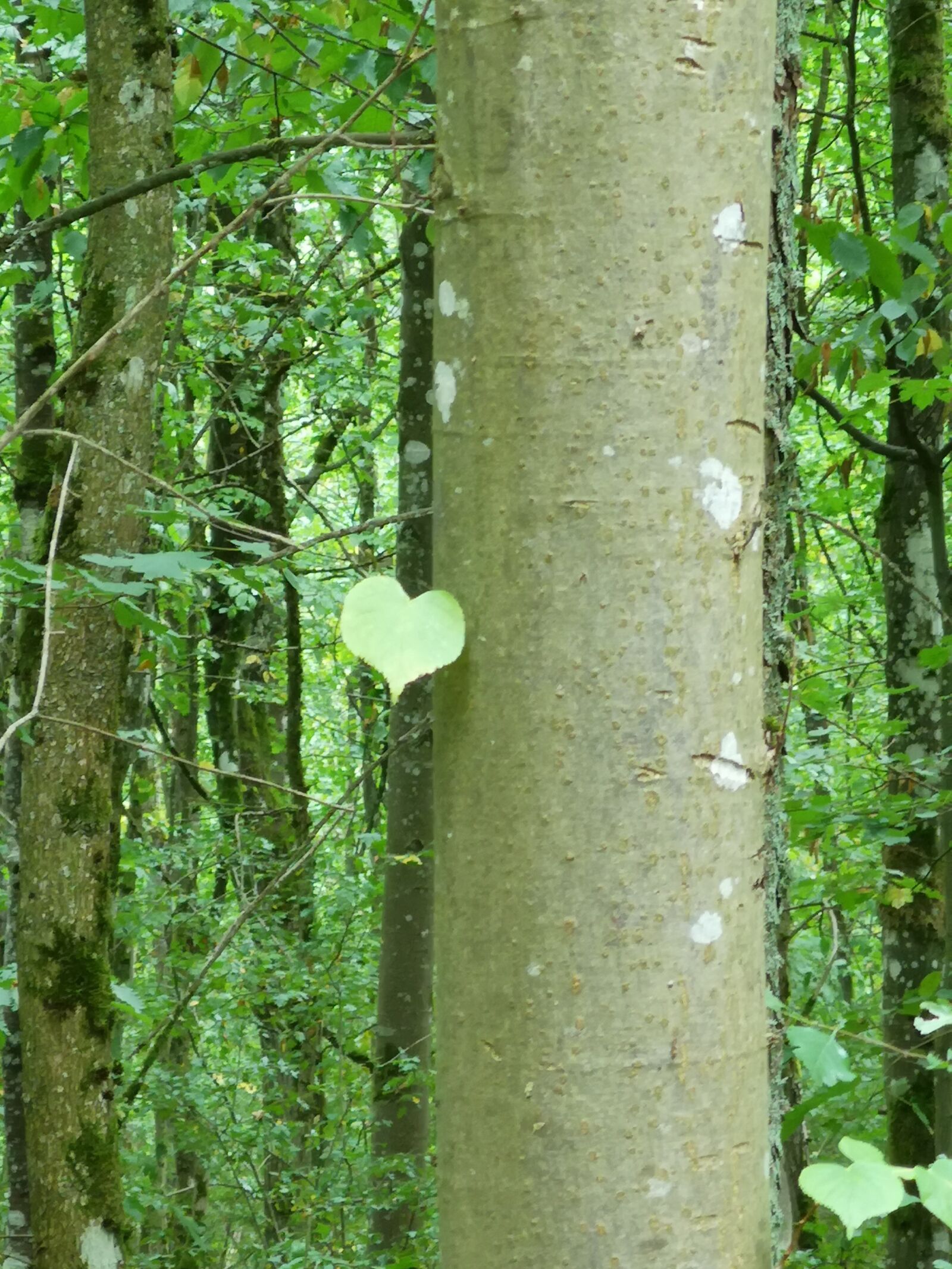 HUAWEI CLT-L29 sample photo. Tree, heart, tribe photography