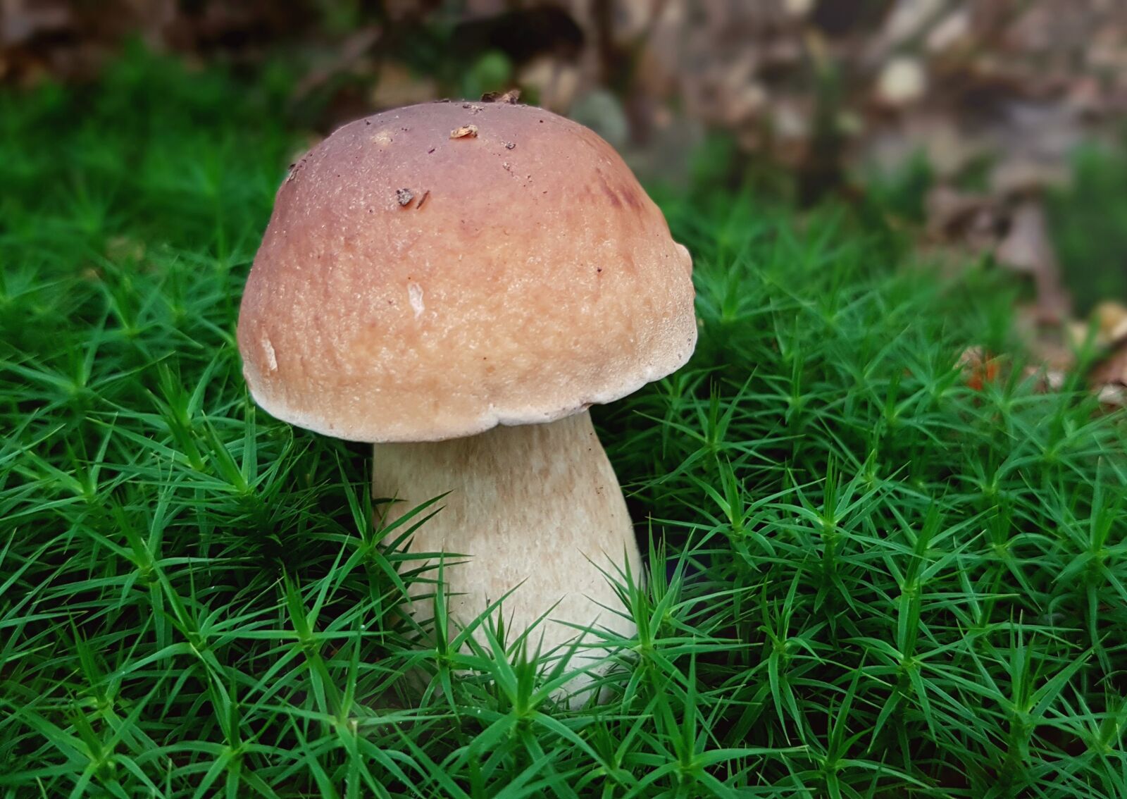 Samsung Galaxy S7 sample photo. Mushroom, cep, moss photography