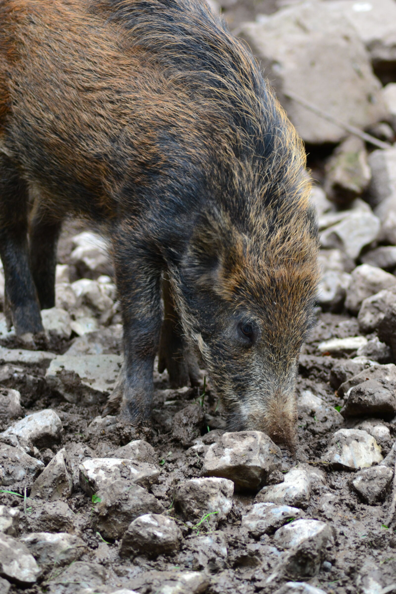 Nikon D3100 sample photo. Animal, animal, park, close photography