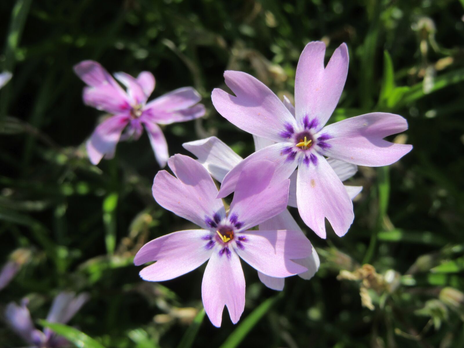 Canon PowerShot SX610 HS sample photo. Flowers, violet, violet flowers photography