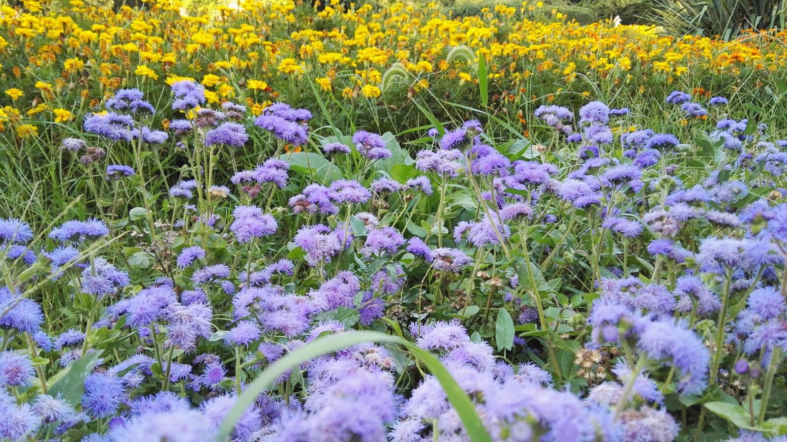 HUAWEI GRA-L09 sample photo. Flowers, blue, park photography