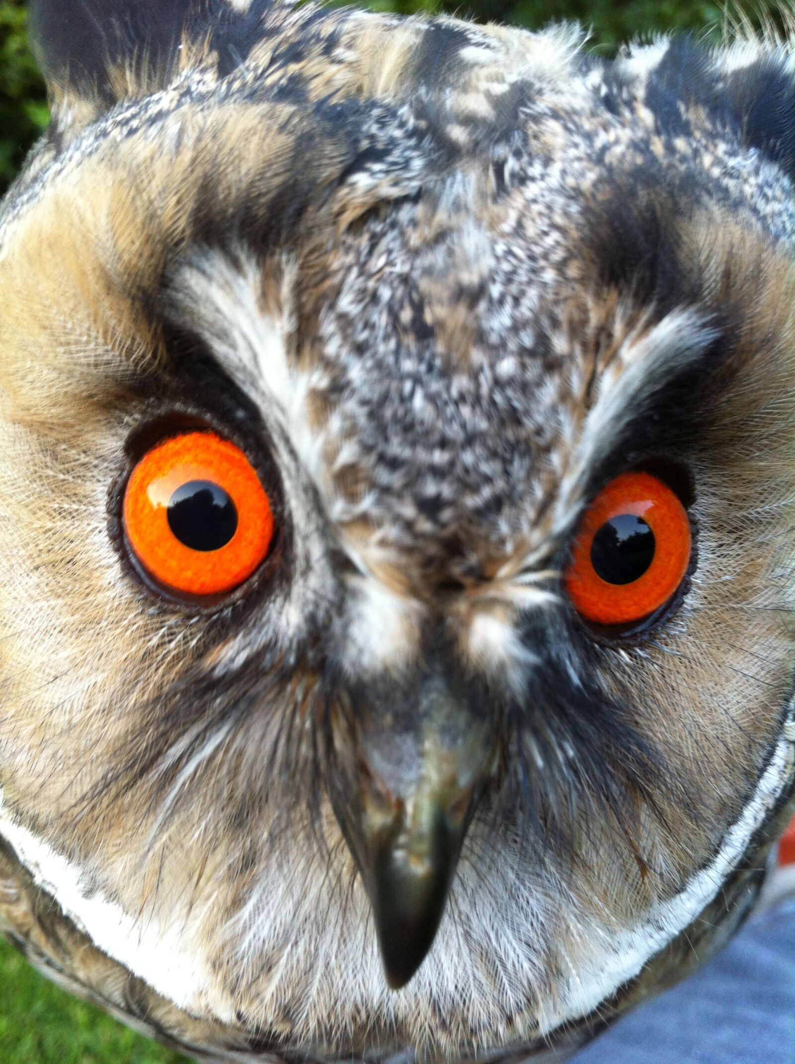 iPhone 4 back camera 3.85mm f/2.8 sample photo. Long eared owl, owl photography