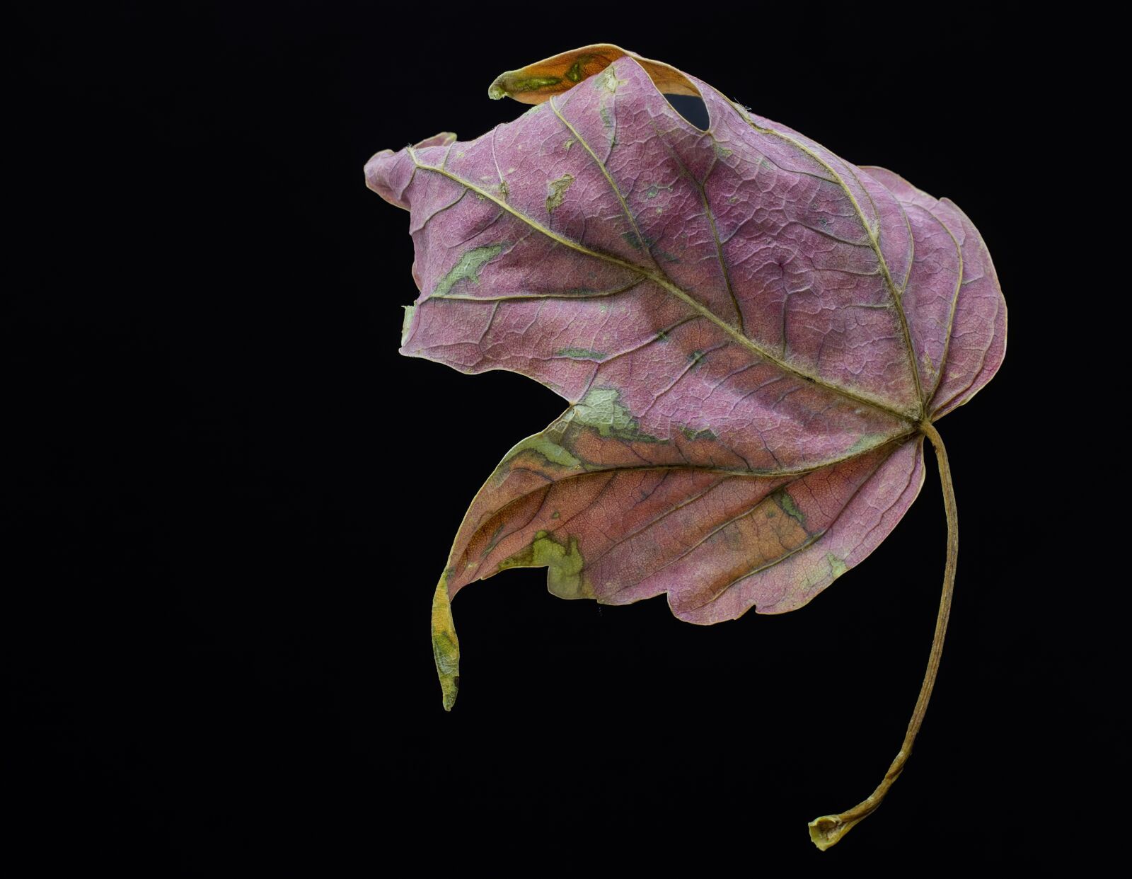 Canon EOS 800D (EOS Rebel T7i / EOS Kiss X9i) sample photo. Leaf, autumn, chroma photography
