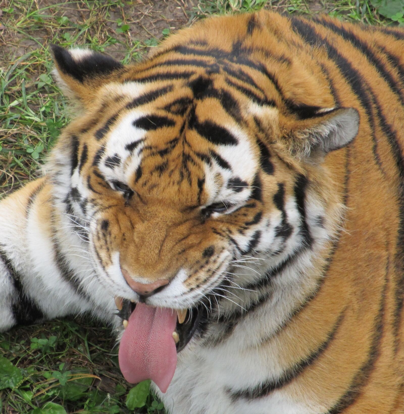 Canon PowerShot SX130 IS sample photo. Tiger, tongue sticking out photography