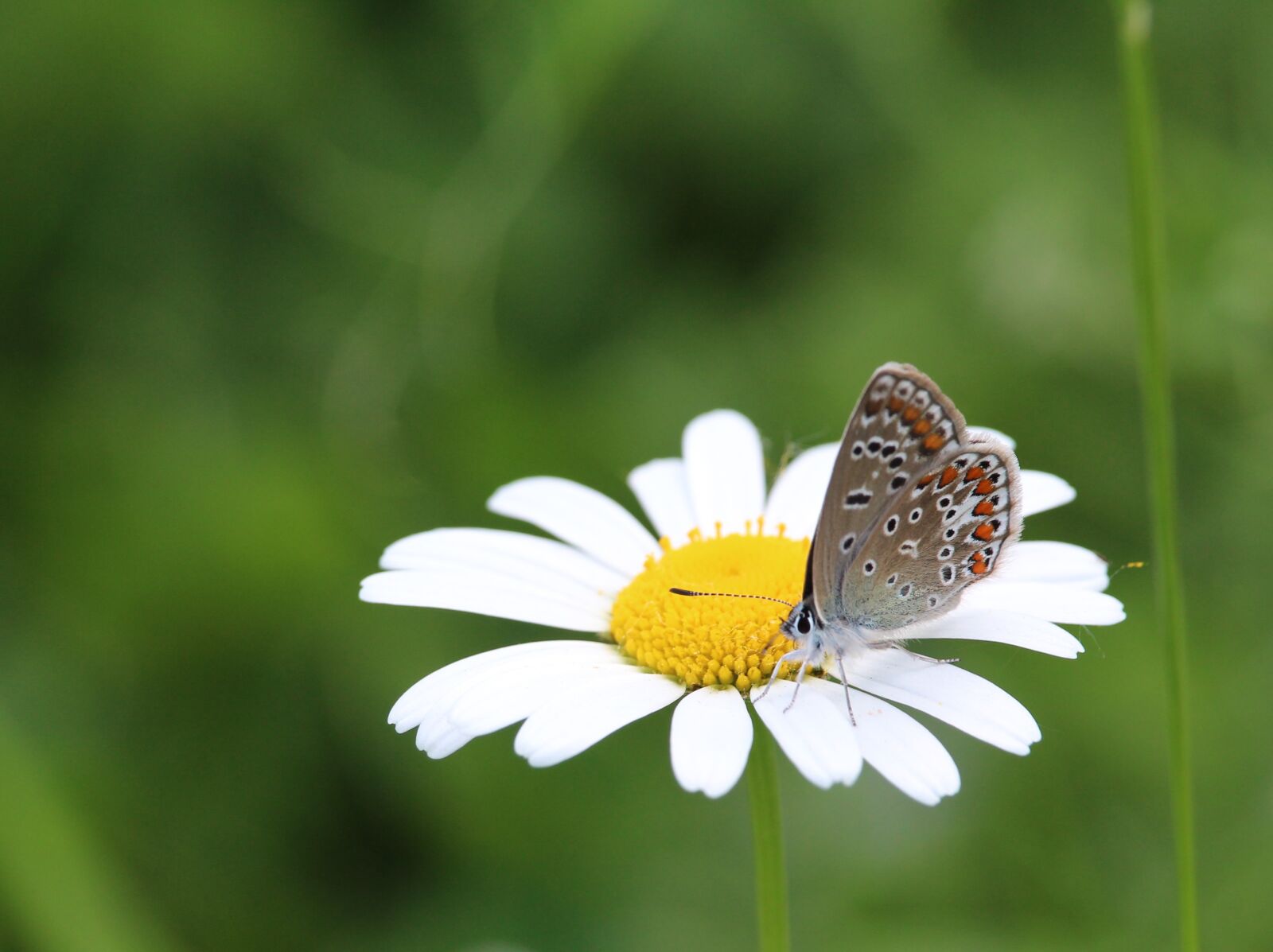 Canon EOS 1200D (EOS Rebel T5 / EOS Kiss X70 / EOS Hi) sample photo. Butterfly, marguerite photography