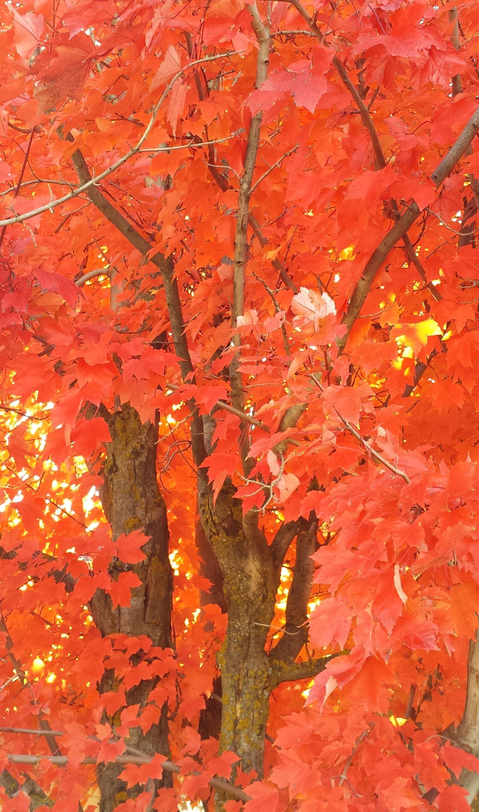 Samsung Galaxy S4 sample photo. Trees, spring, orange leaves photography