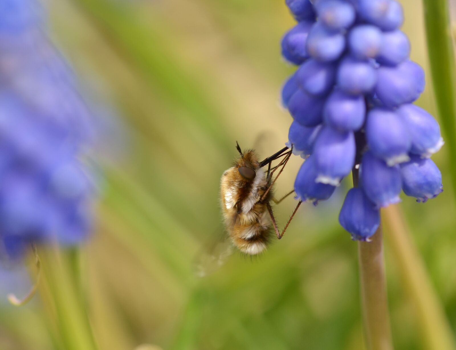 Nikon D5100 sample photo. Fly, insect, close up photography