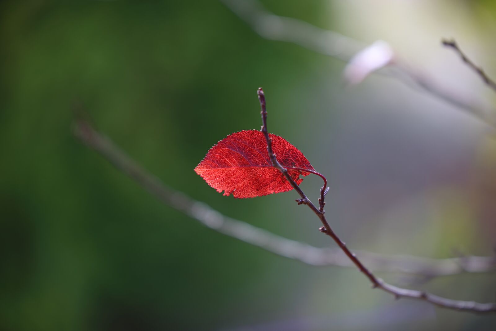 Canon EOS 5D Mark IV sample photo. Leaf, loneliness, resist photography