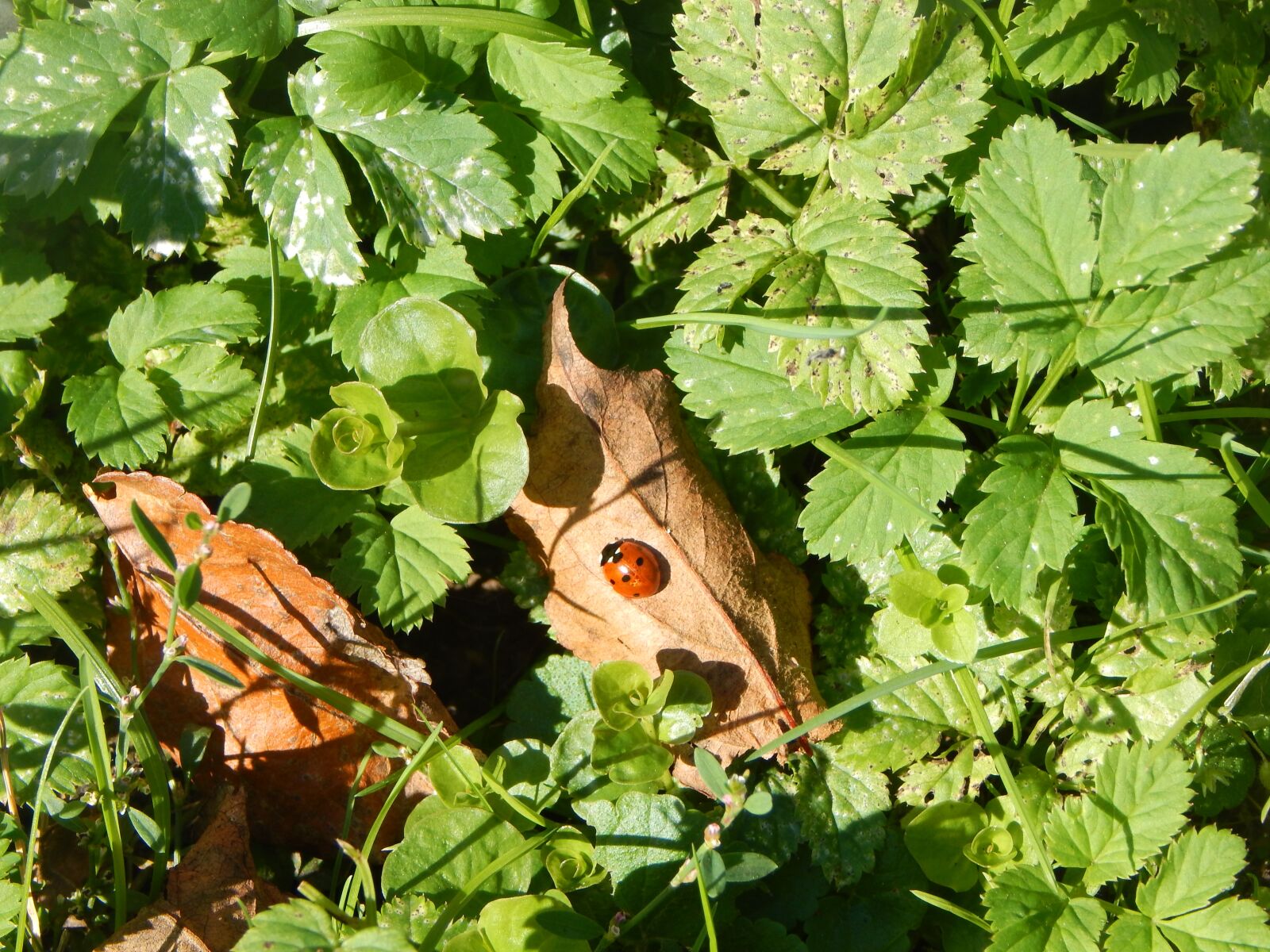 Nikon Coolpix L830 sample photo. Ladybug, insect, autumn photography