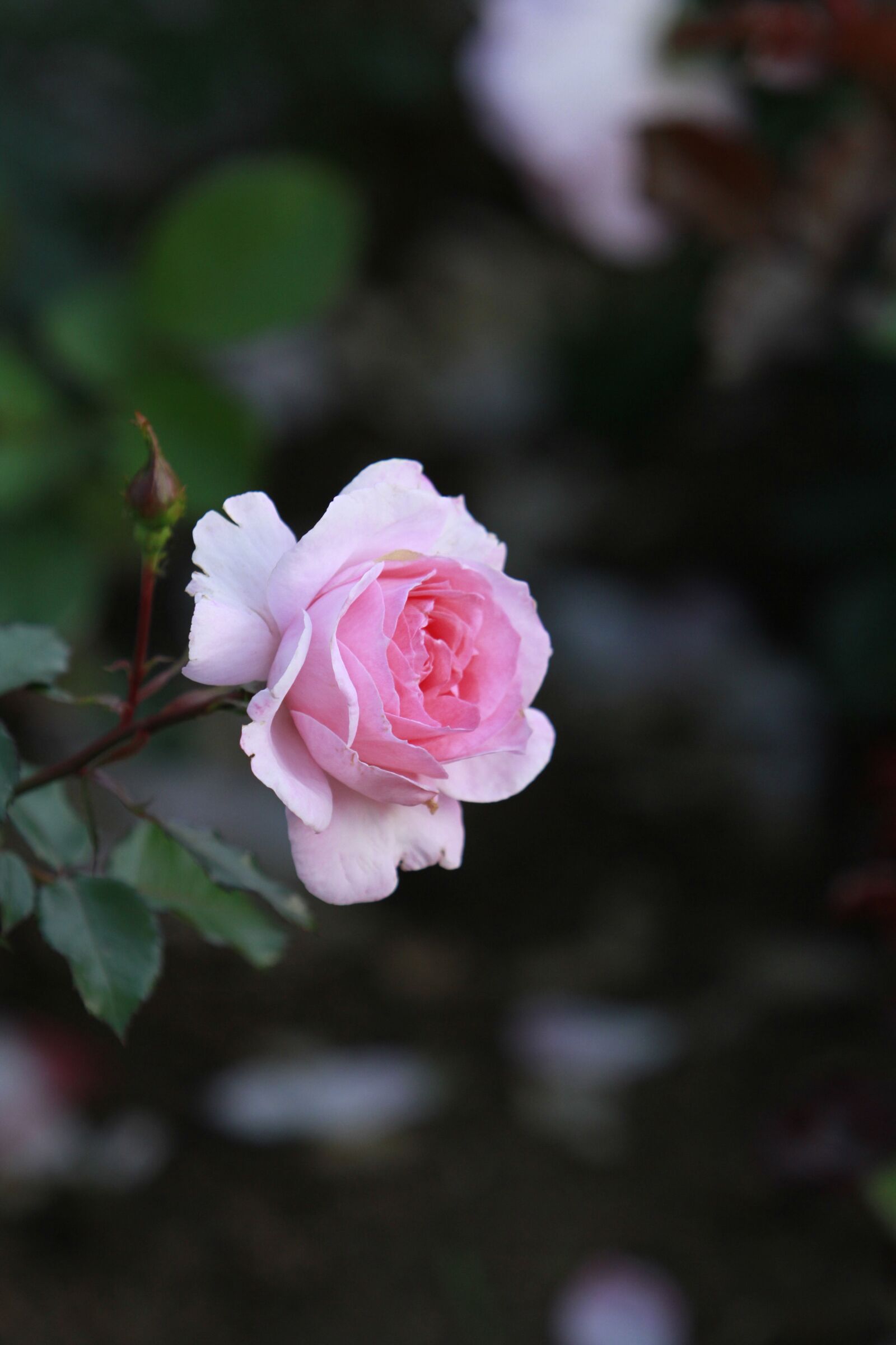 Canon EF 70-200mm F2.8L IS USM sample photo. Rose, flowers photography