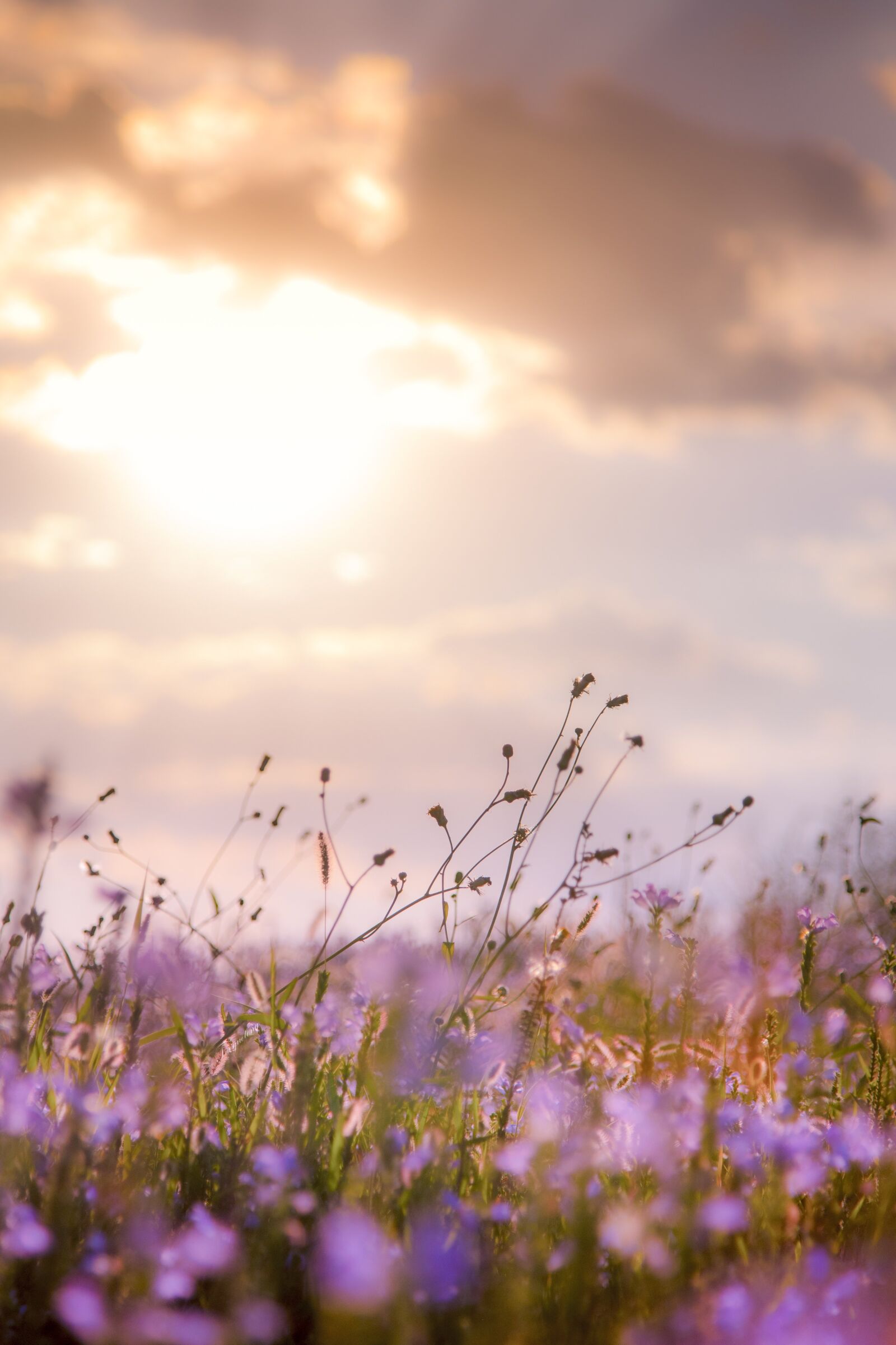 Nikon D750 sample photo. Flowers, plants, sunset photography