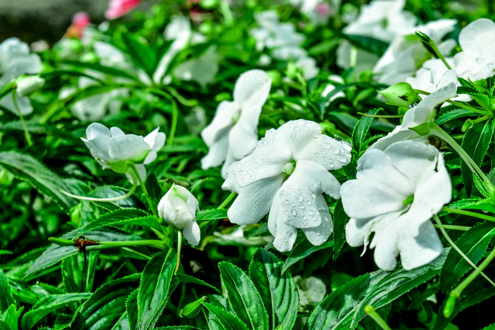 Nikon D5500 sample photo. White flowers, garden flower photography