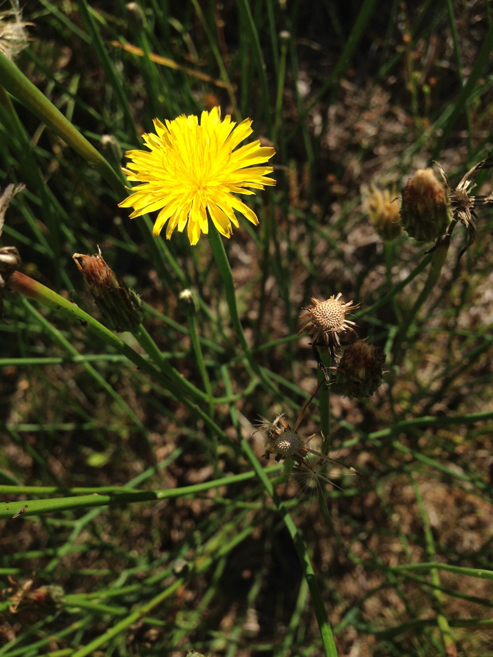 Apple iPhone 5 sample photo. Dandelion, yellow, flower photography