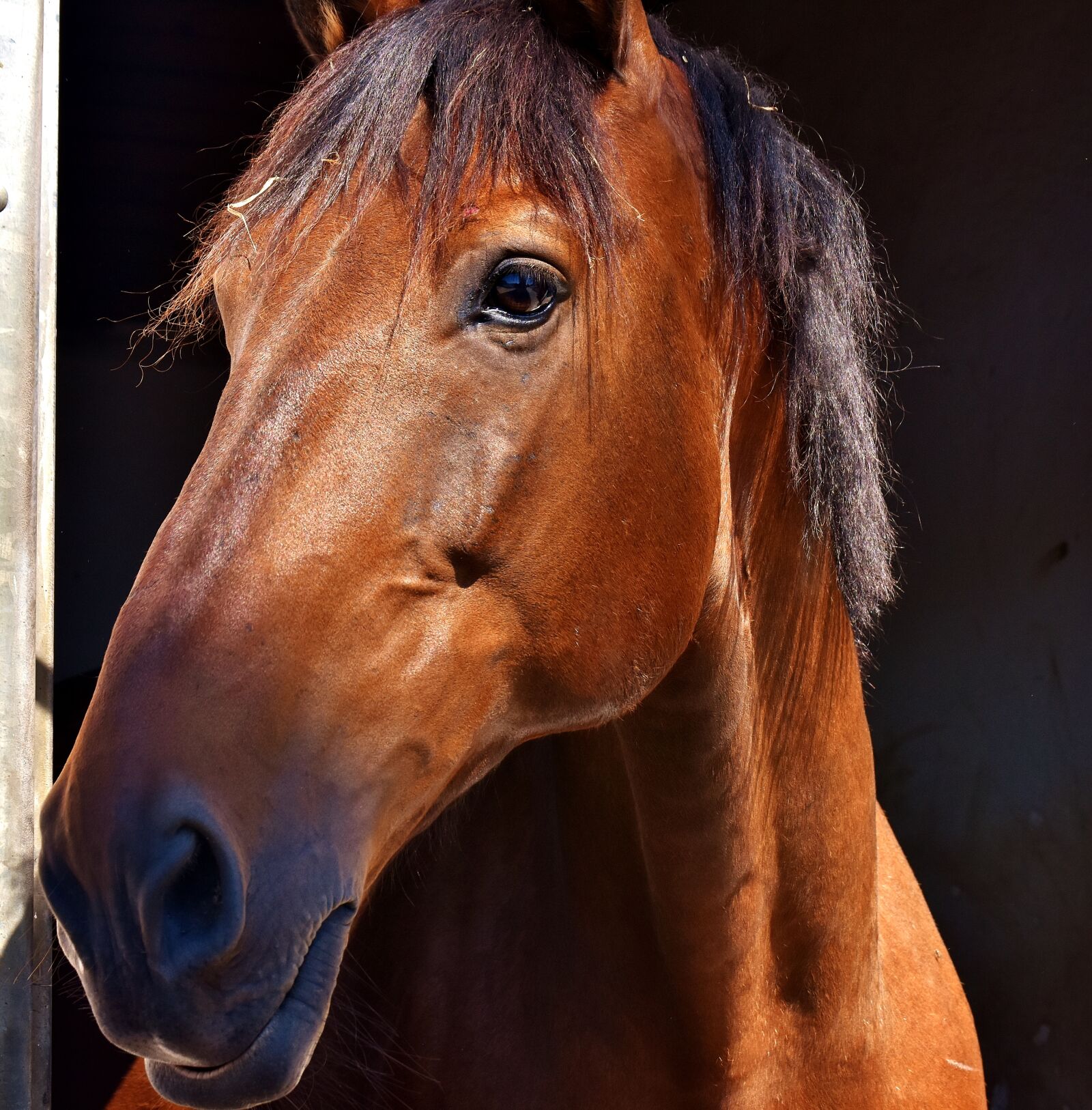 Nikon D7200 sample photo. Horse, brown, reiterhof photography