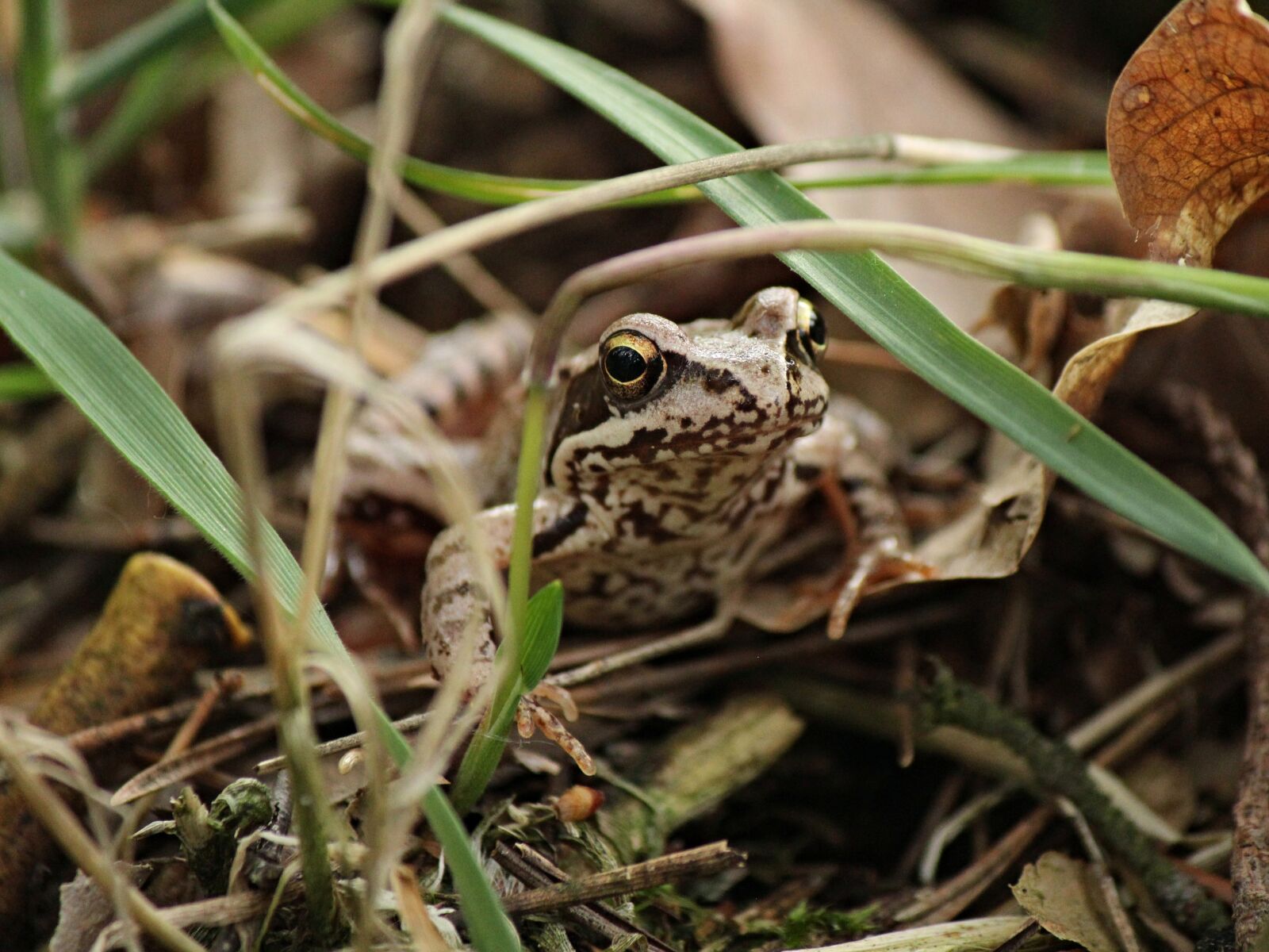 Canon EOS 1200D (EOS Rebel T5 / EOS Kiss X70 / EOS Hi) sample photo. Frog, view, amphibian photography