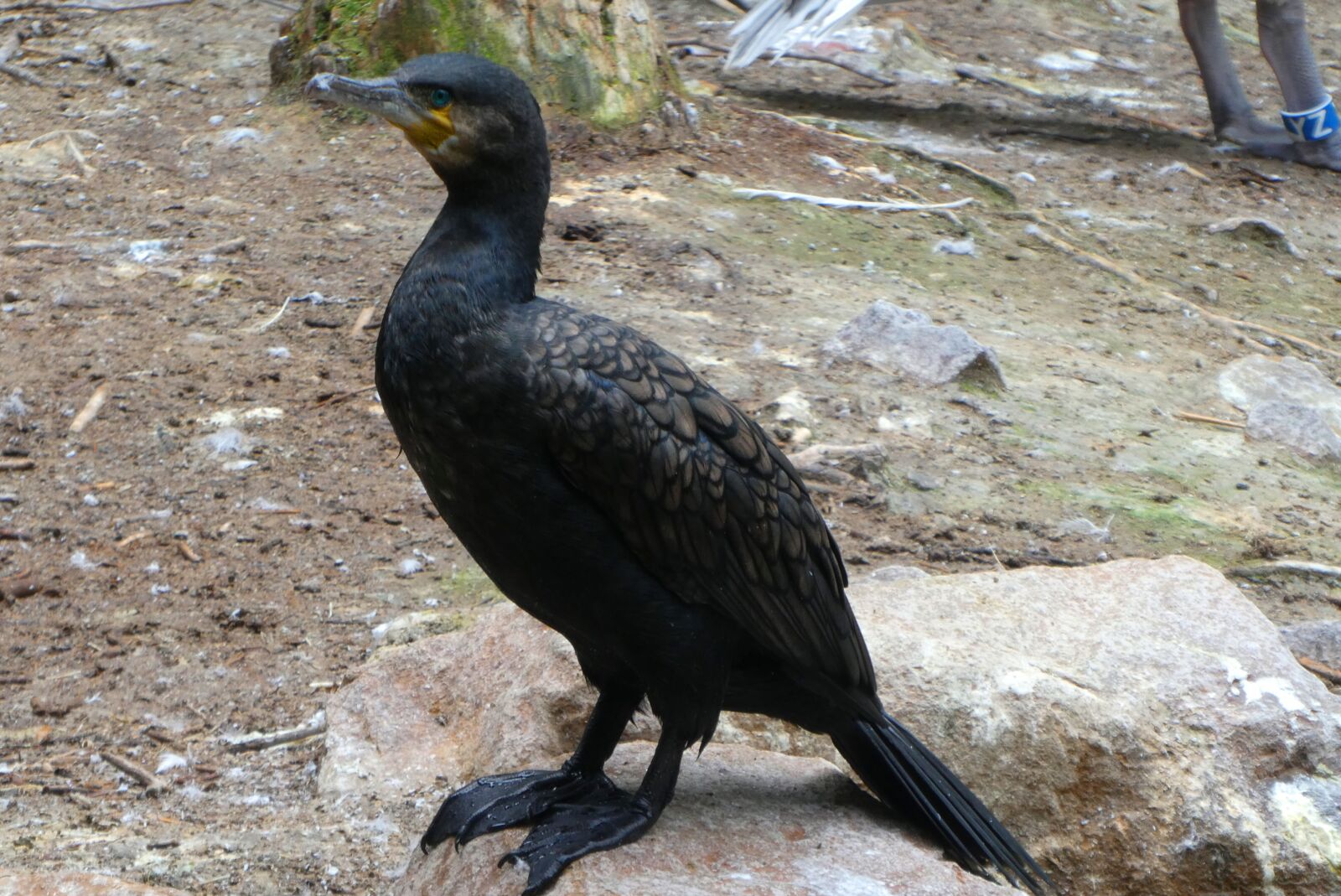Panasonic Lumix DC-ZS70 (Lumix DC-TZ90) sample photo. Great cormorant, bird, zoo photography