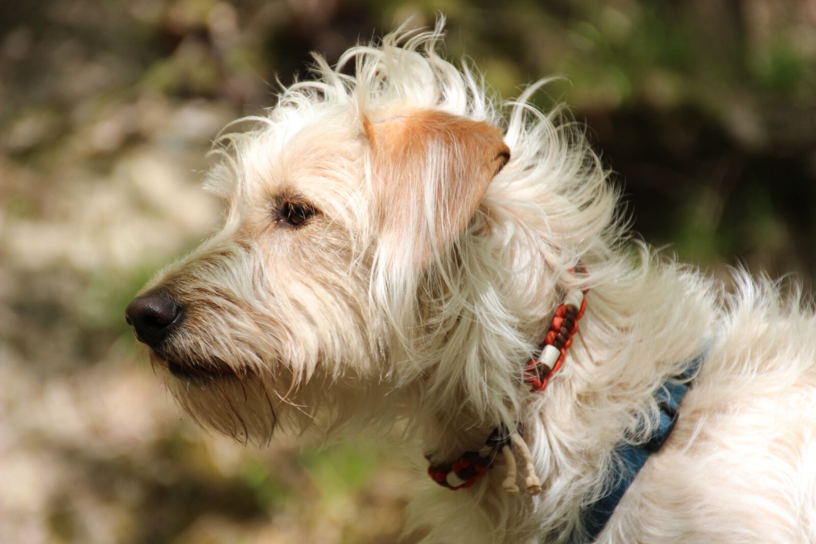 Canon EOS 600D (Rebel EOS T3i / EOS Kiss X5) sample photo. Dog, animal, pet photography