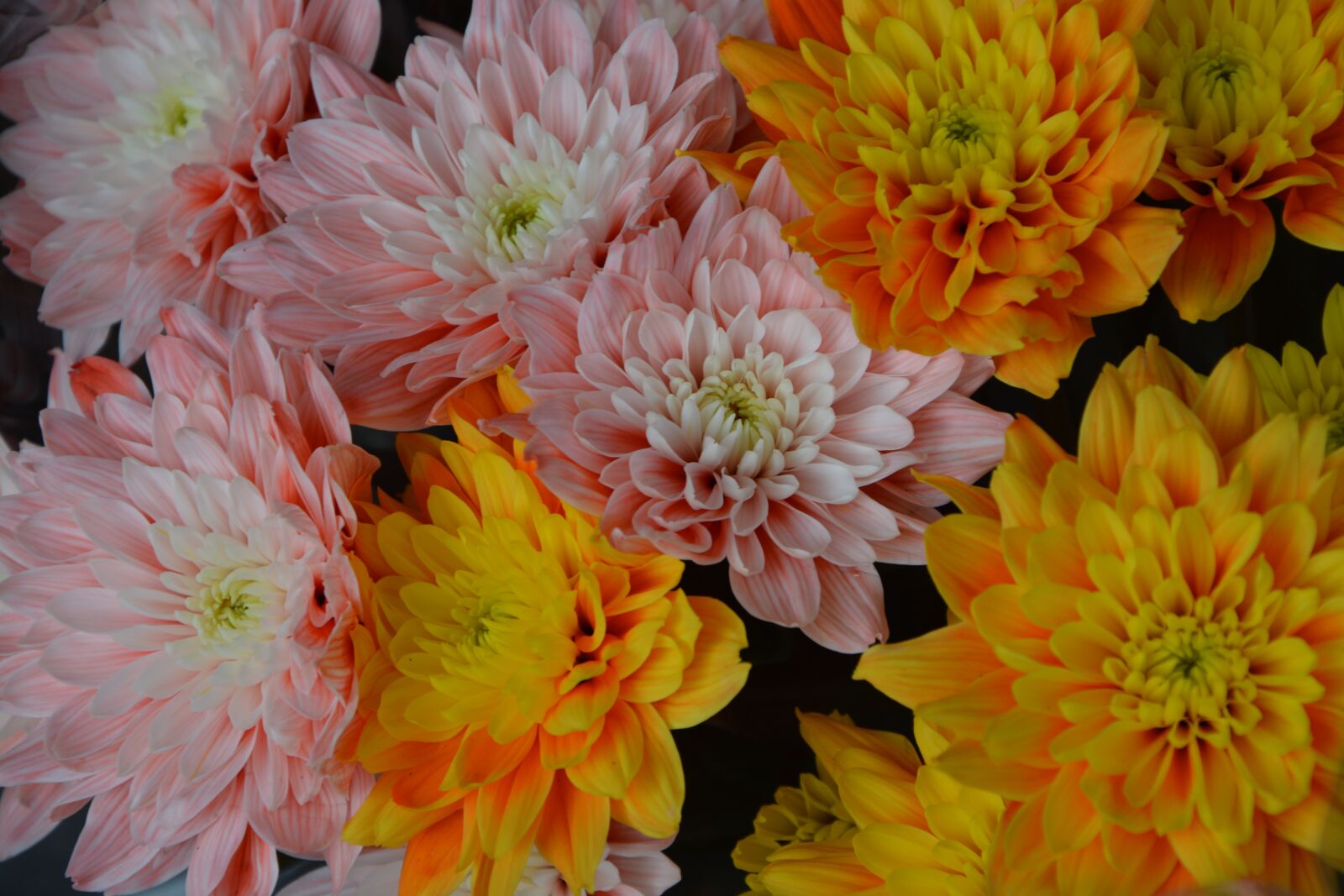 Nikon D5200 sample photo. Flower, flowers, color photography