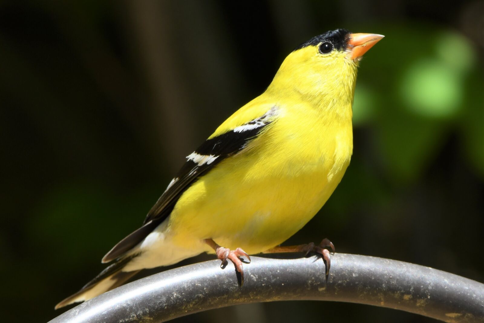 Nikon D850 sample photo. American goldfinch, finch, bird photography