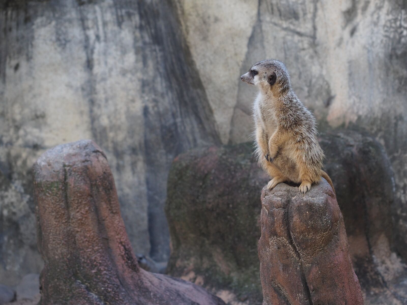 Olympus OM-D E-M5 II + Olympus M.Zuiko Digital ED 12-40mm F2.8 Pro sample photo. Meerkat, zoo, curious photography