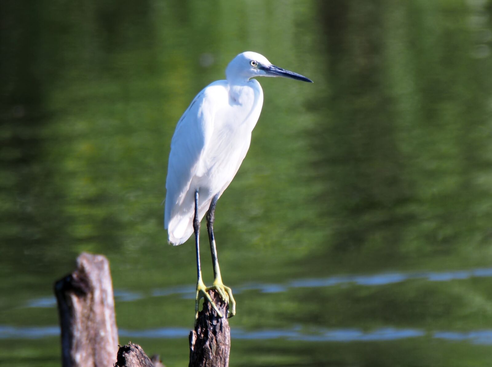 Olympus OM-D E-M1 sample photo. Little egret, perch, wild photography