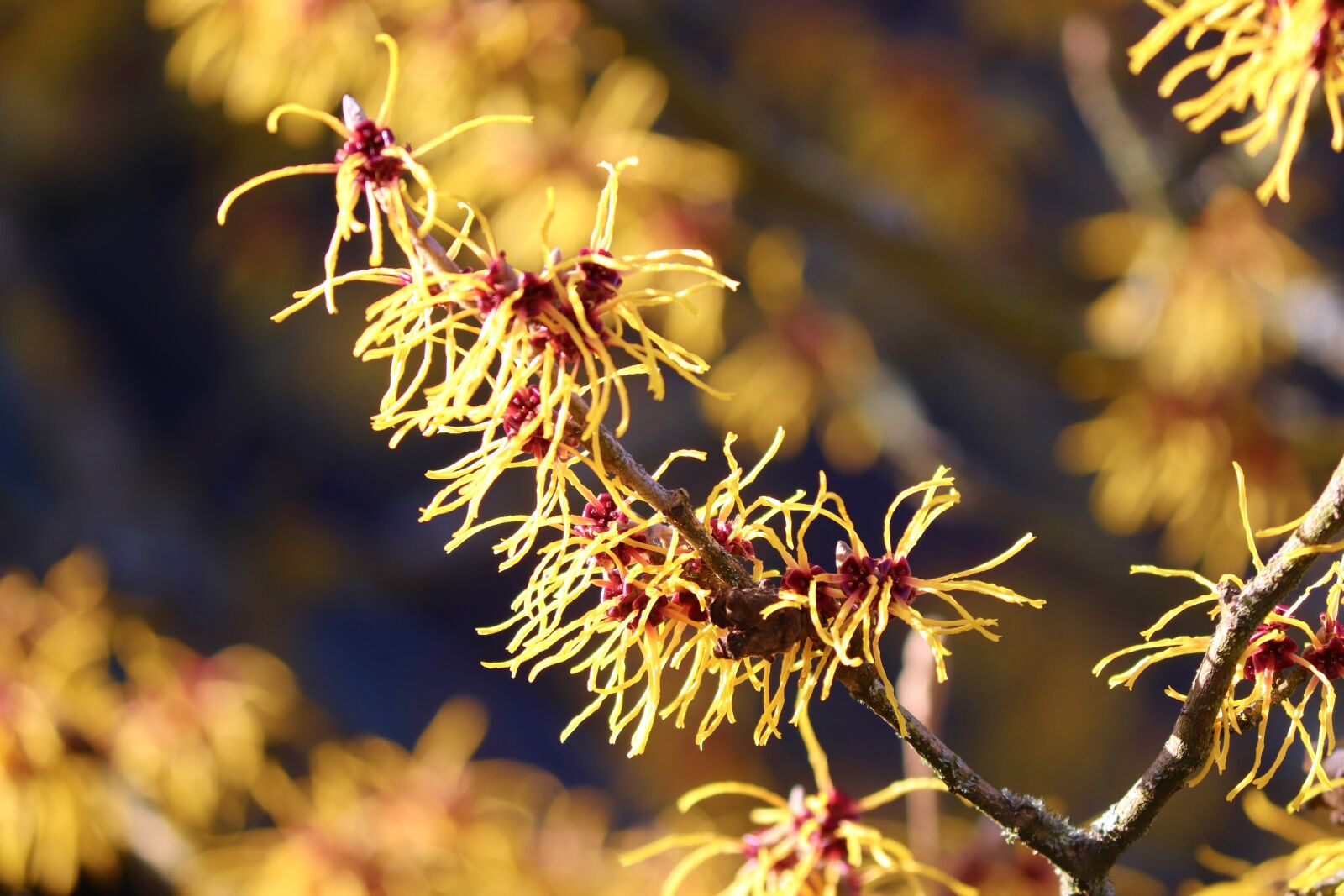 Canon EOS 200D (EOS Rebel SL2 / EOS Kiss X9) sample photo. Witch hazel, winterblueher, bloom photography