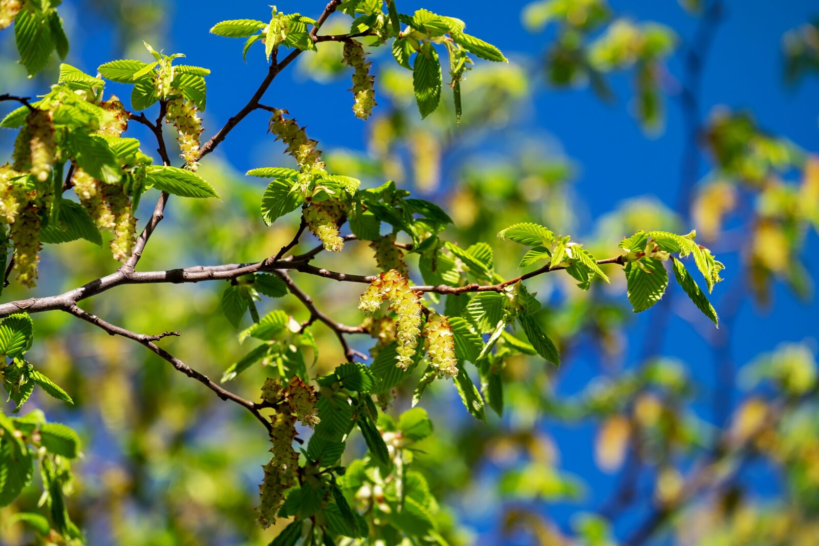 Fujifilm XF 55-200mm F3.5-4.8 R LM OIS sample photo. Hornbeam, tree, carpinus betulus photography