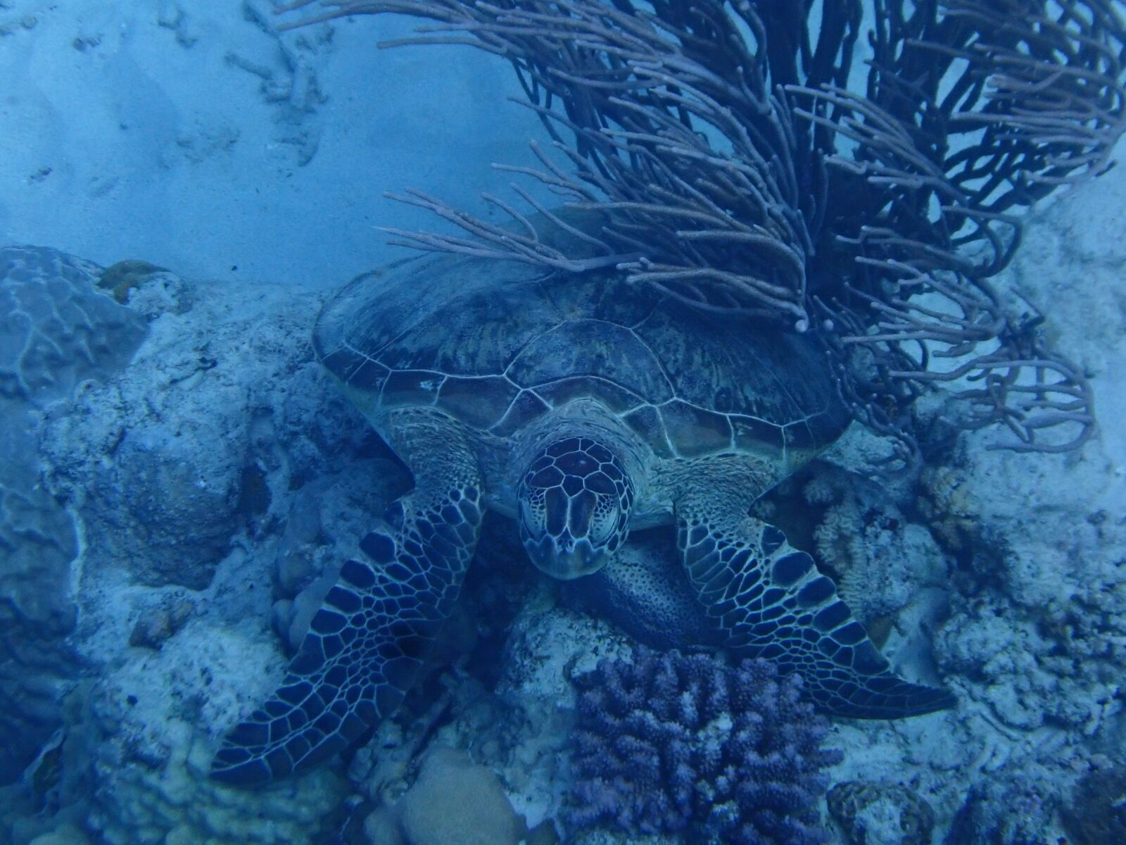 Olympus TG-5 sample photo. Sea, turtle, seaturtle photography