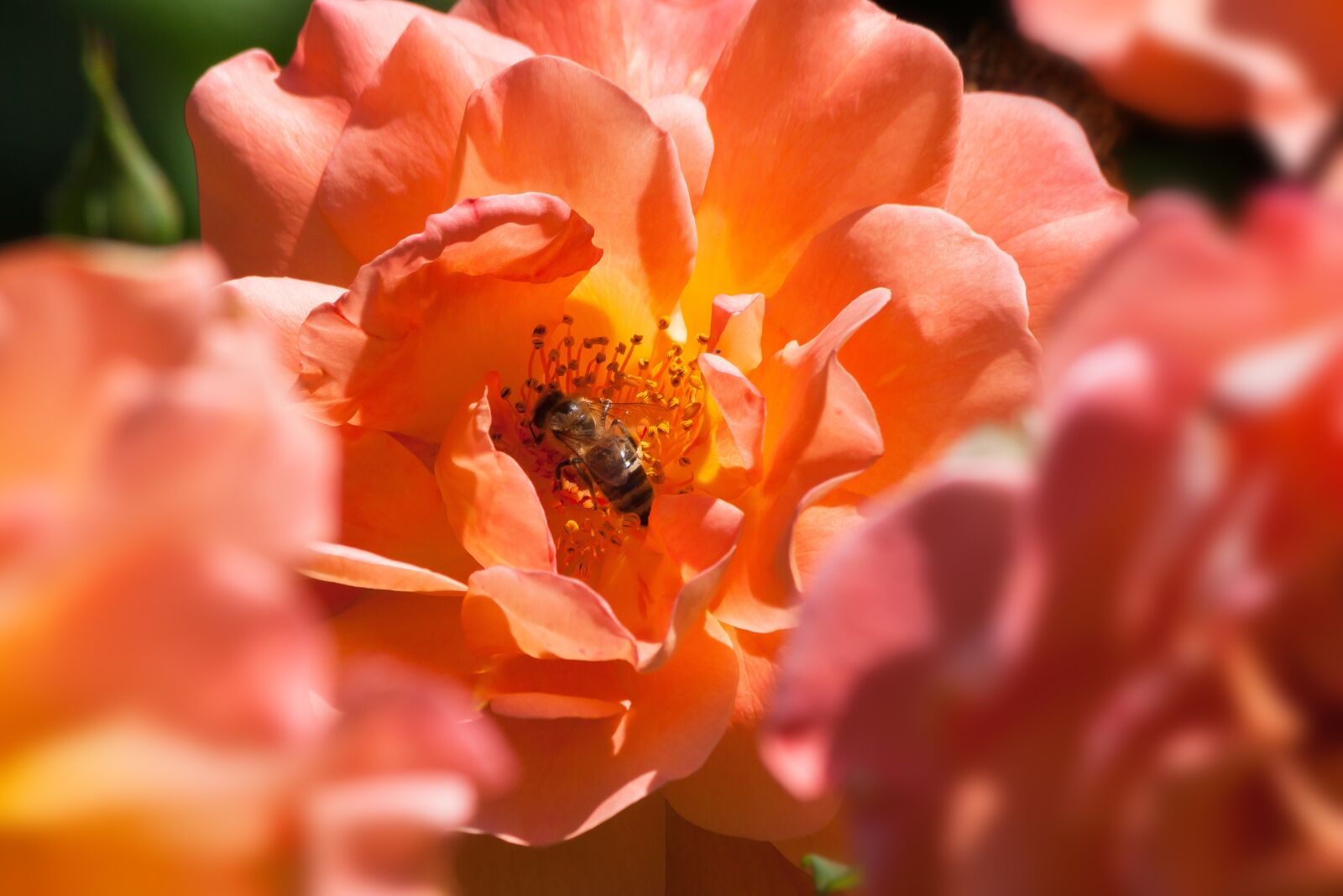 Canon EOS 50D sample photo. Rose, bee, orange photography