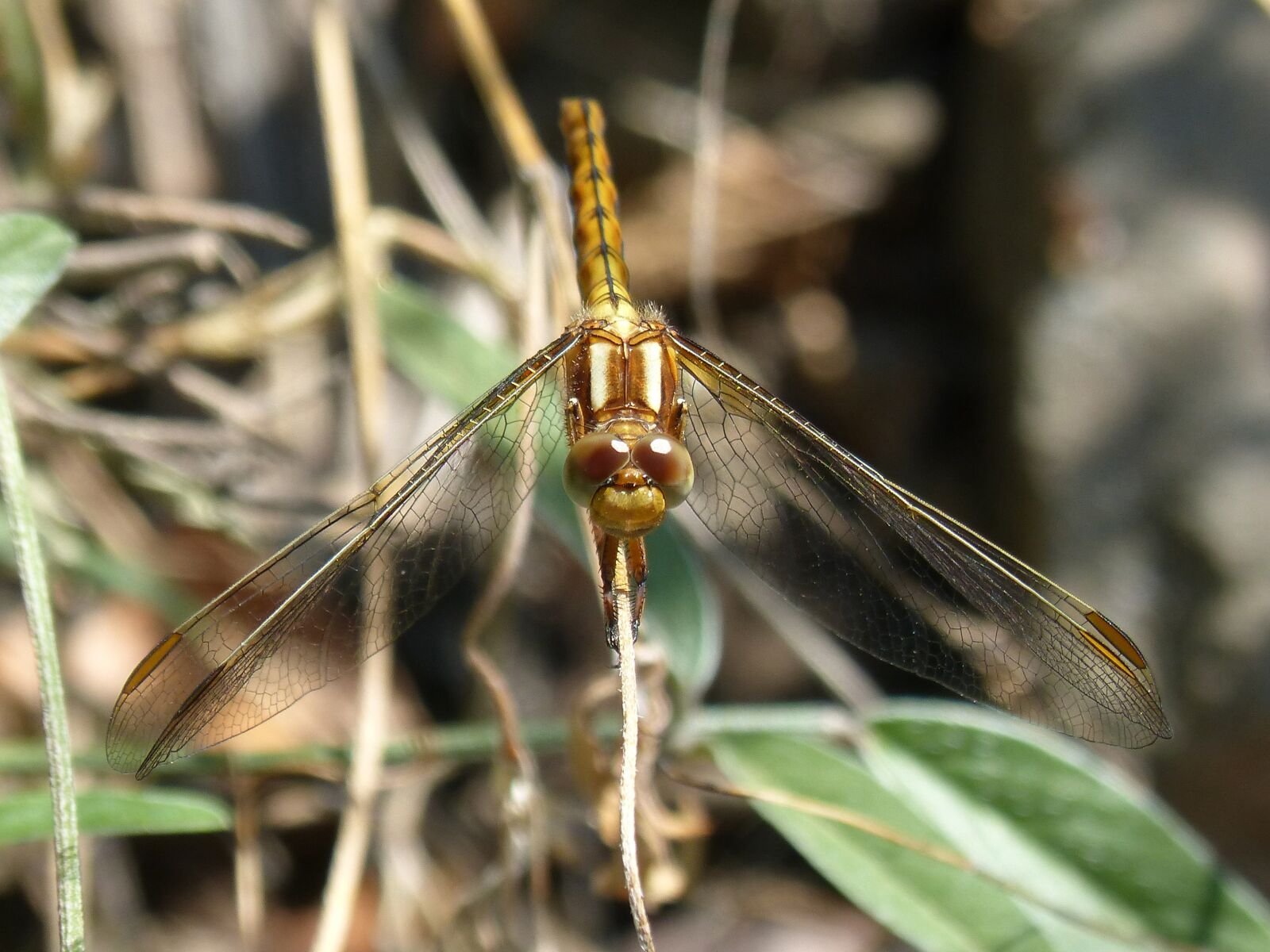 Panasonic DMC-FZ62 sample photo. Dragonfly, winged insect, orthetrum photography