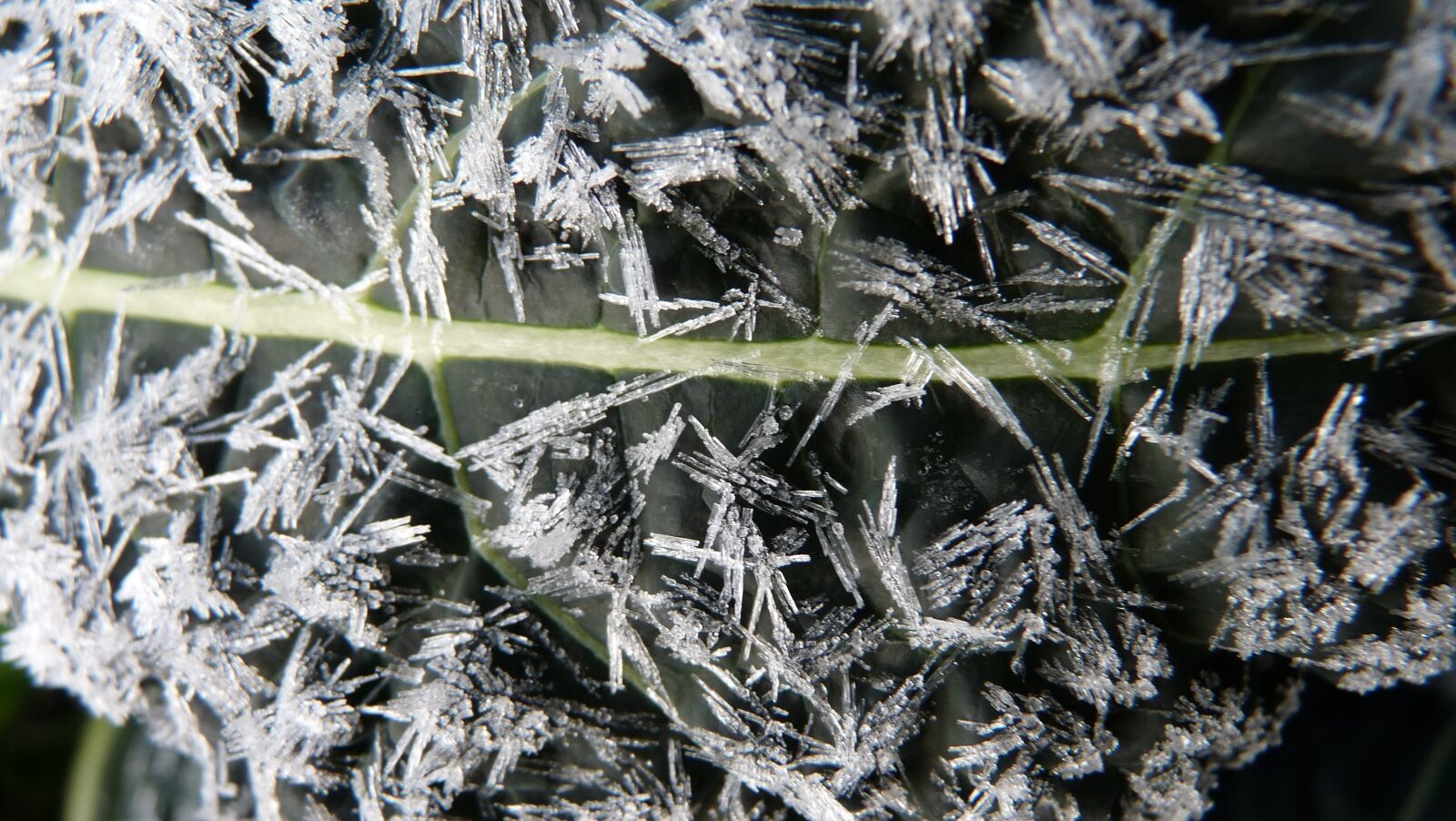 Panasonic Lumix DMC-FZ28 sample photo. Kale, leaf, frosty photography