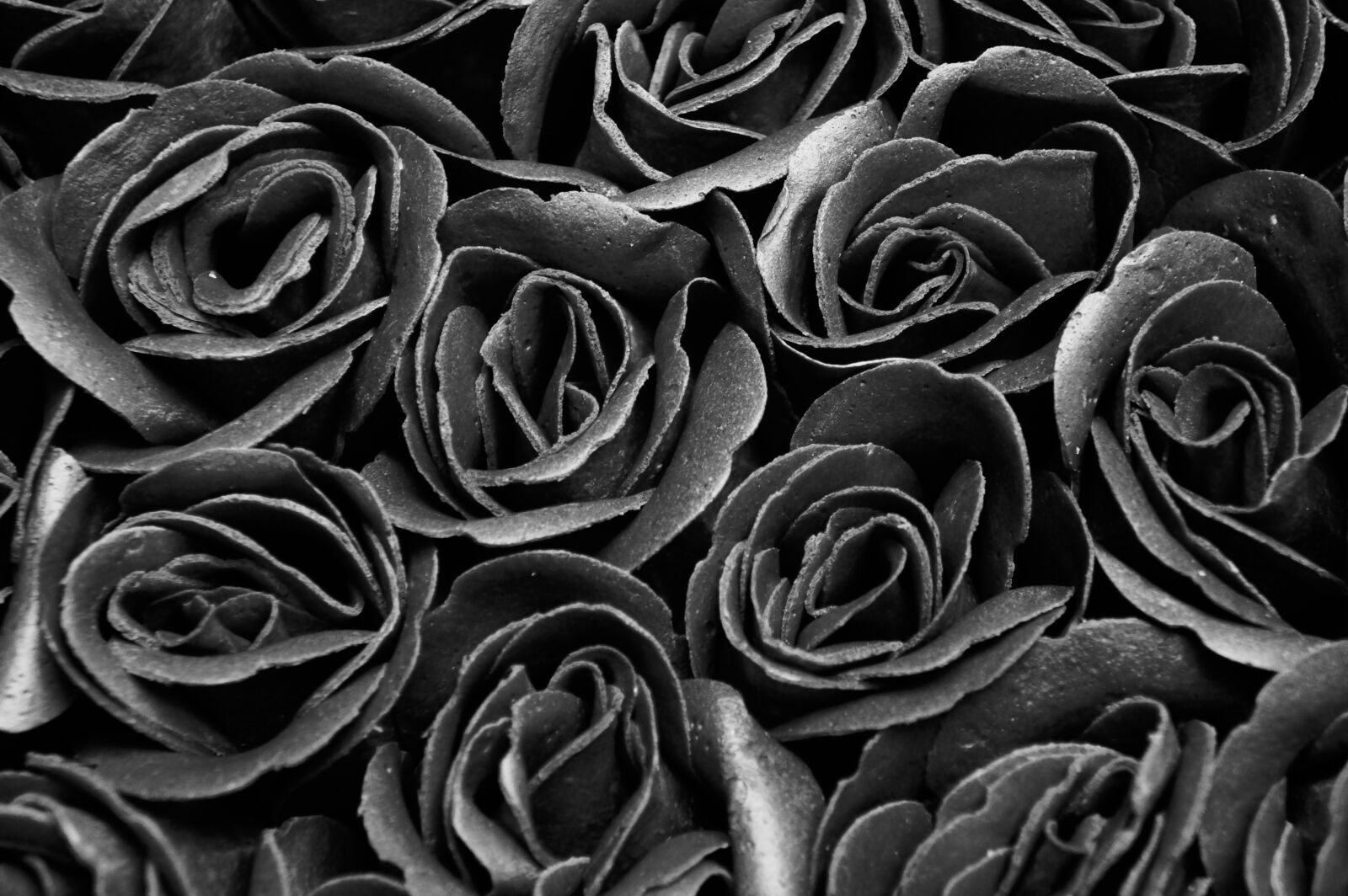 Sony Alpha a3000 sample photo. Black and white, roses photography