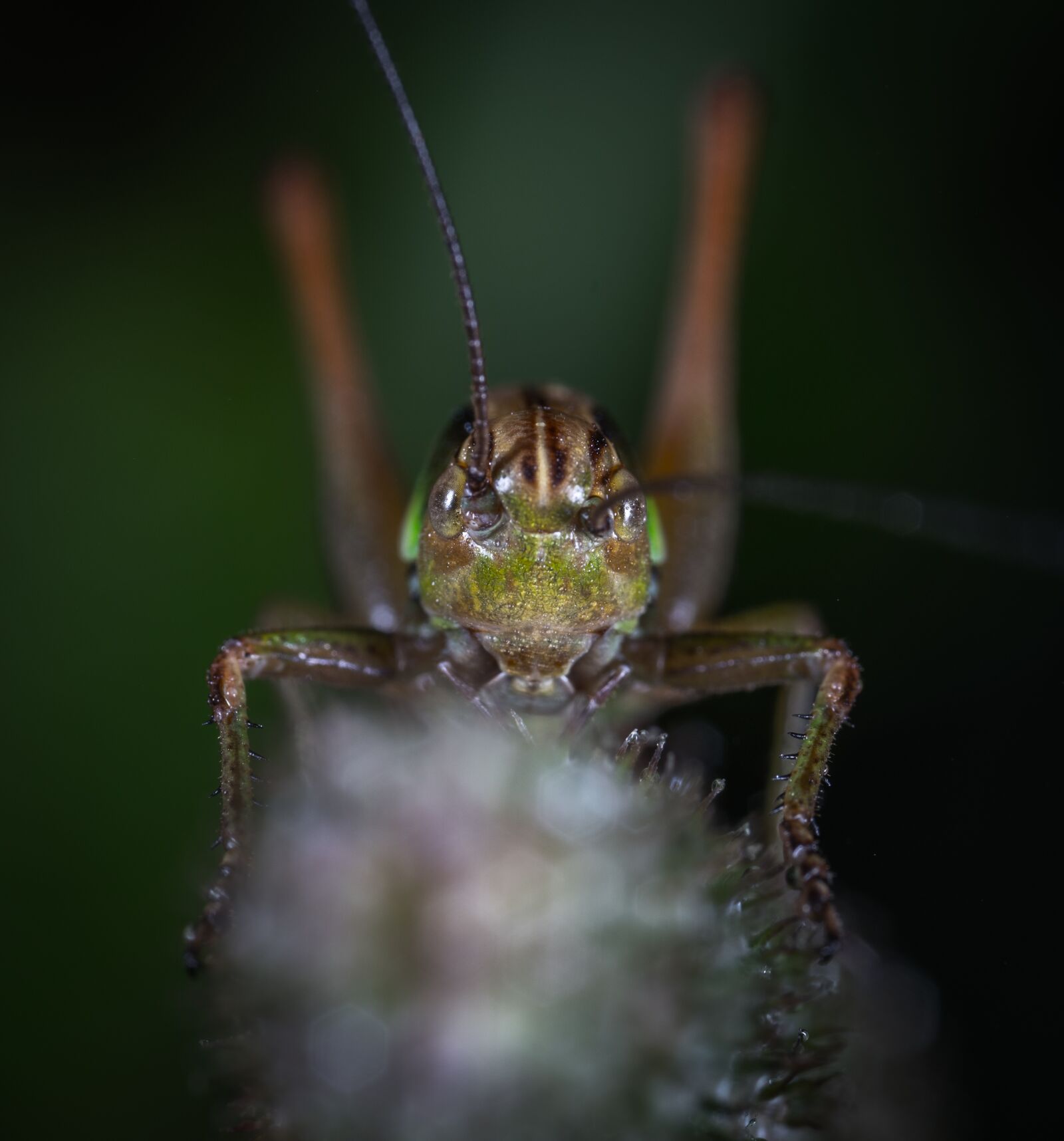 #124 65/2.8 sample photo. Insect, bespozvonochnoe, living nature photography
