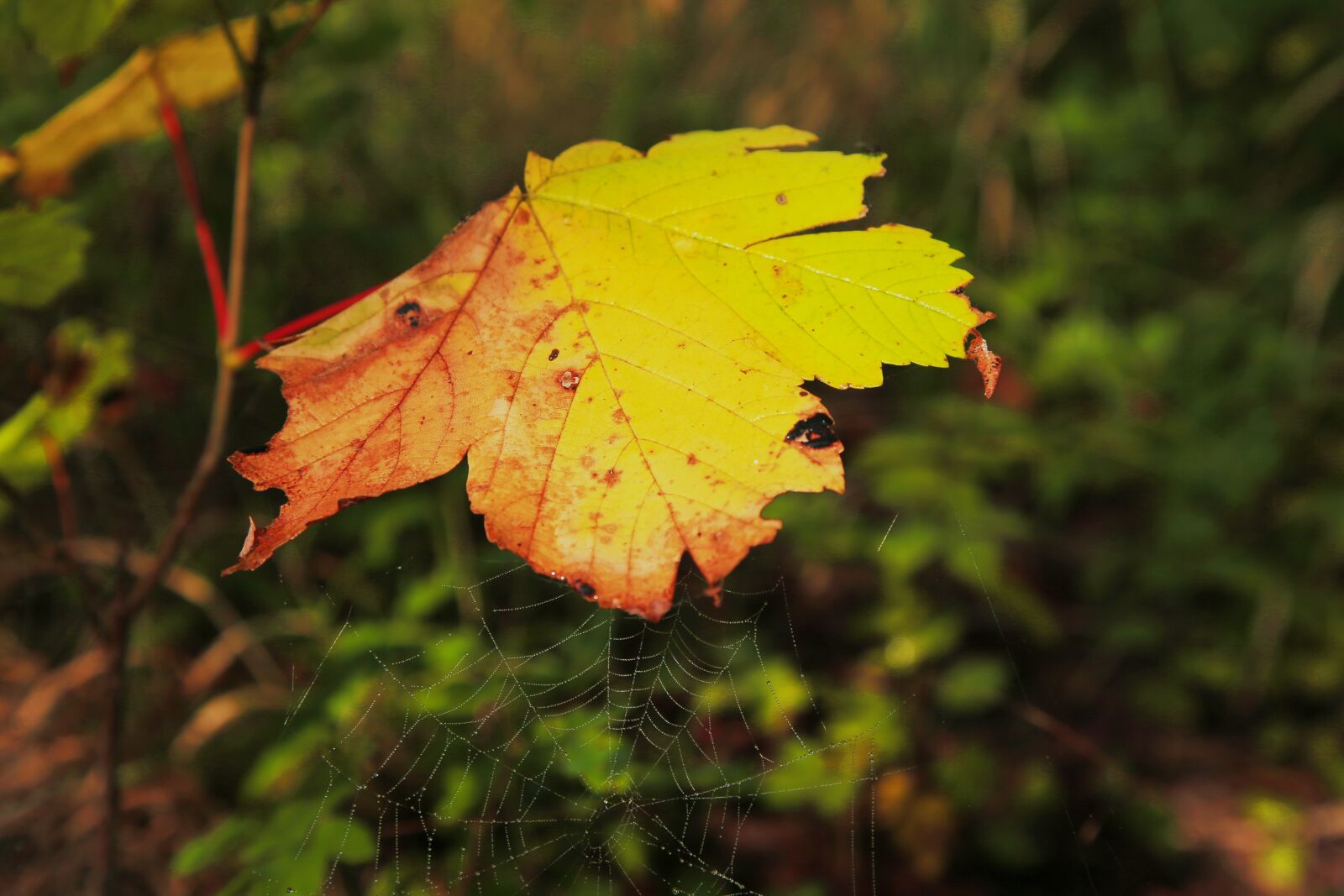 Canon EF 24-105mm F4L IS USM sample photo. Autumn, leaf, fall foliage photography