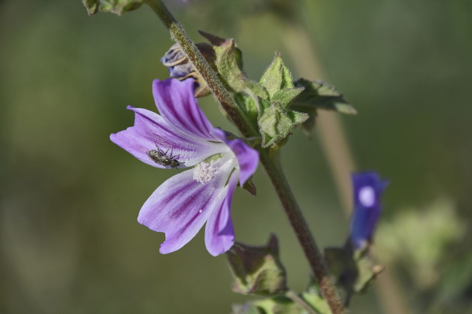 Nikon D7200 sample photo. Flower, garden, plant photography