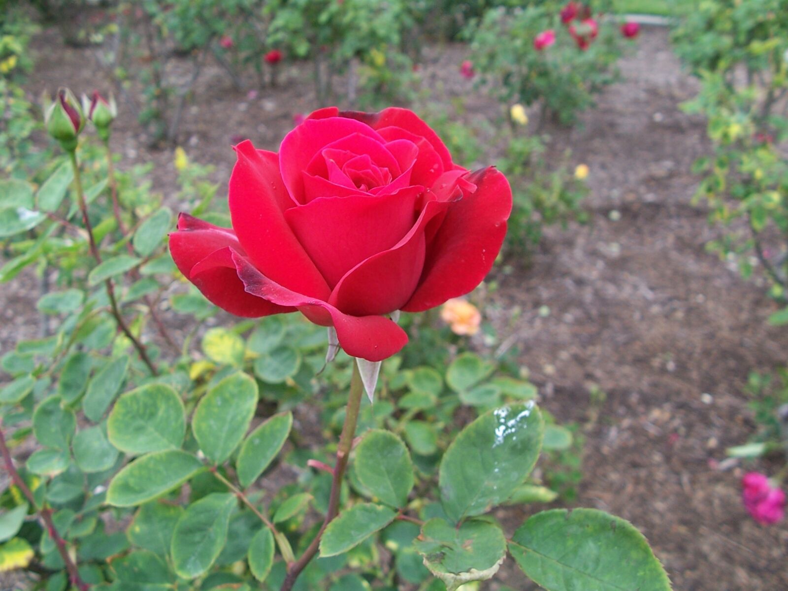 Kodak Z700 ZOOM DIGITAL CAMERA sample photo. Red, rose, garden photography